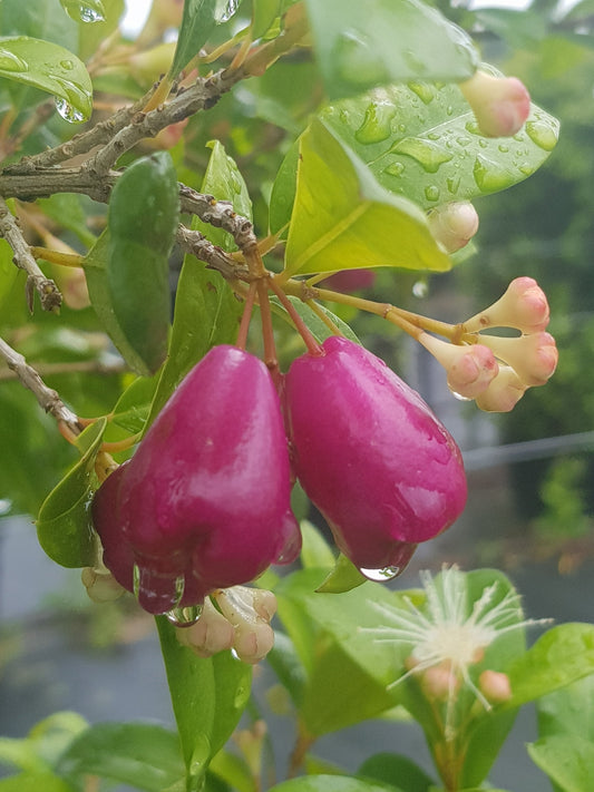 How to Make Jam & Wine from Lilly Pilly Fruit