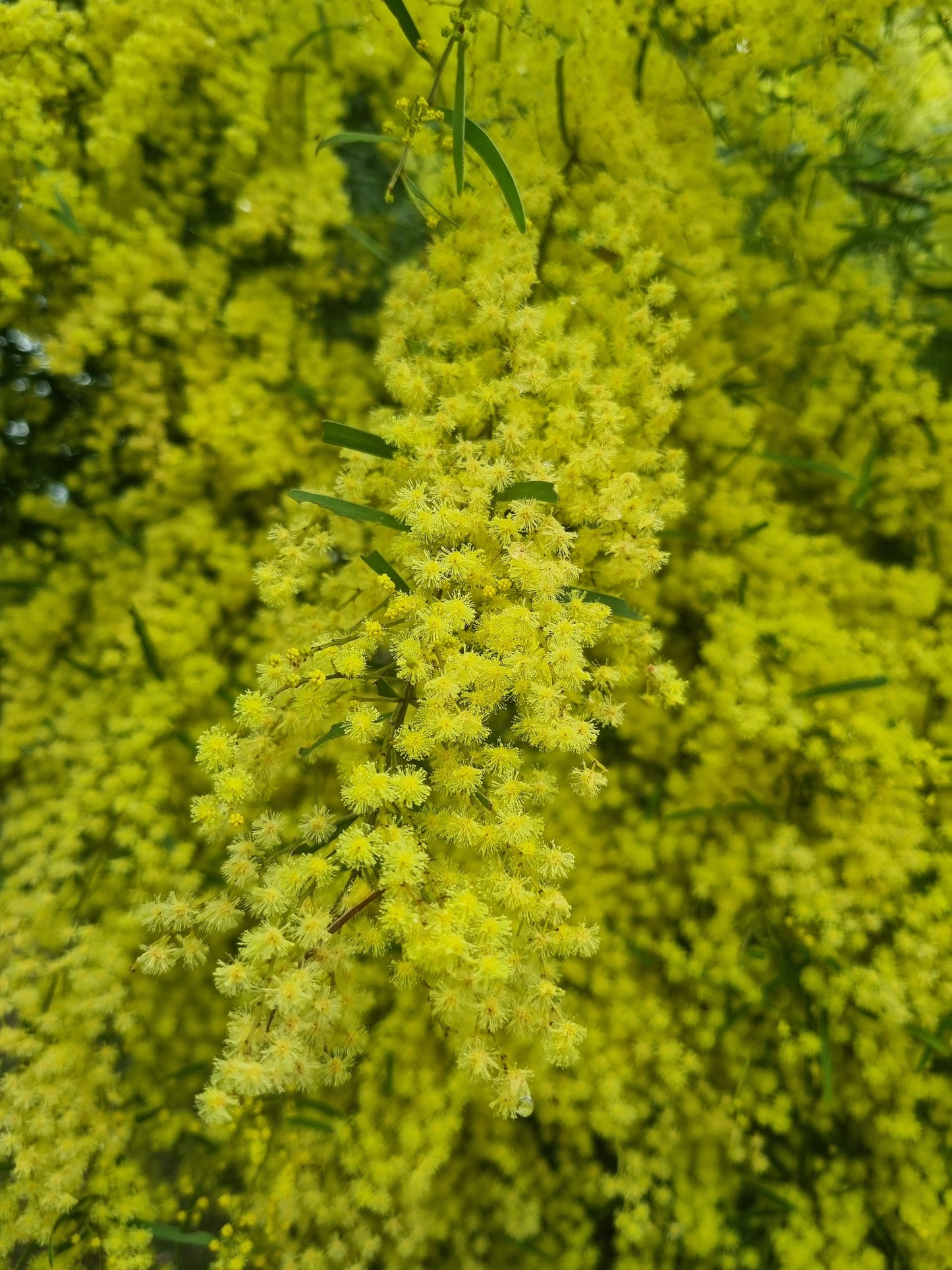 Brisbane Golden Wattle Flowers, Acacia fimbriata
