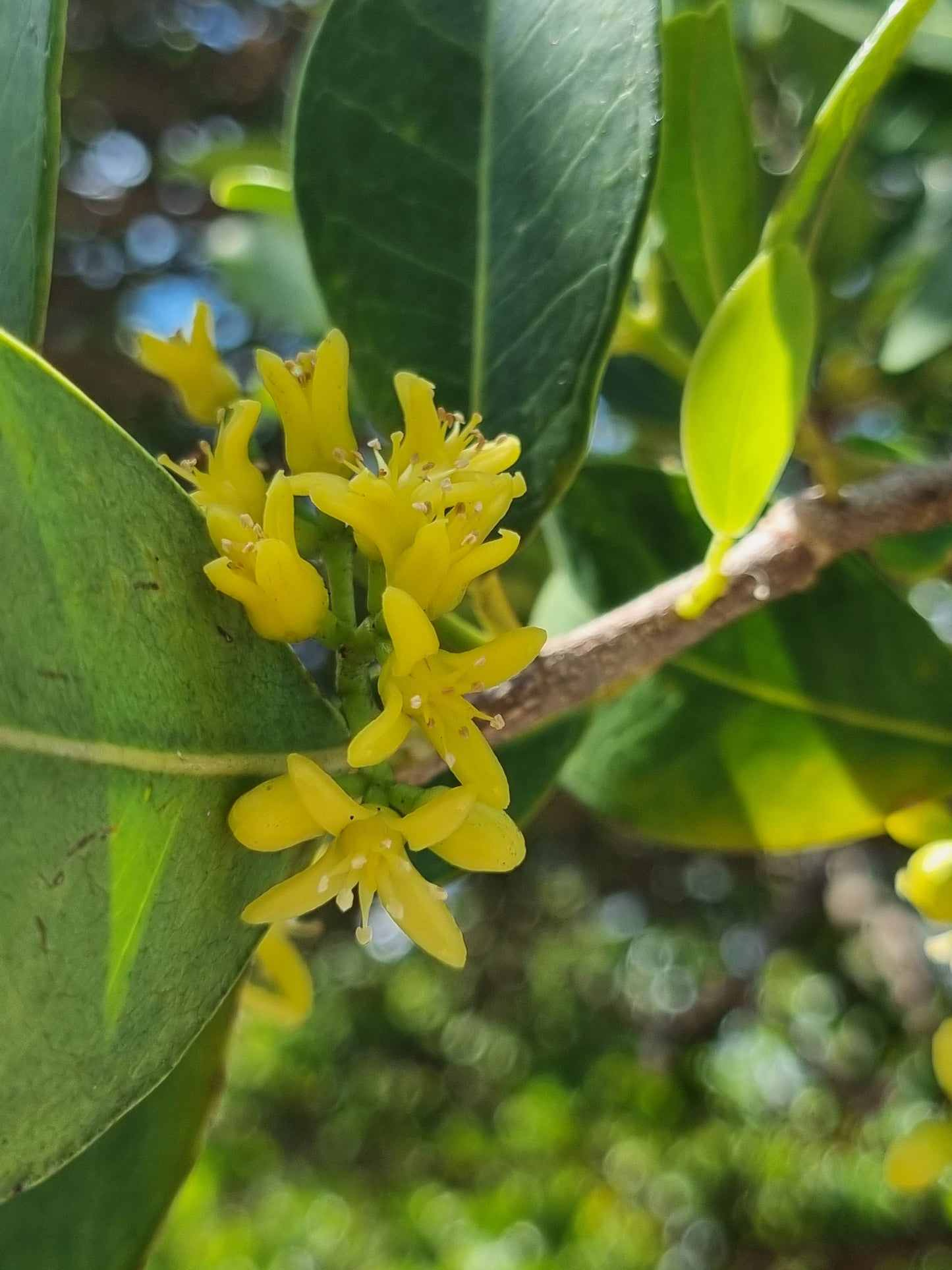 Fraser Island Apple - Acronychia imperforata - Delivertree