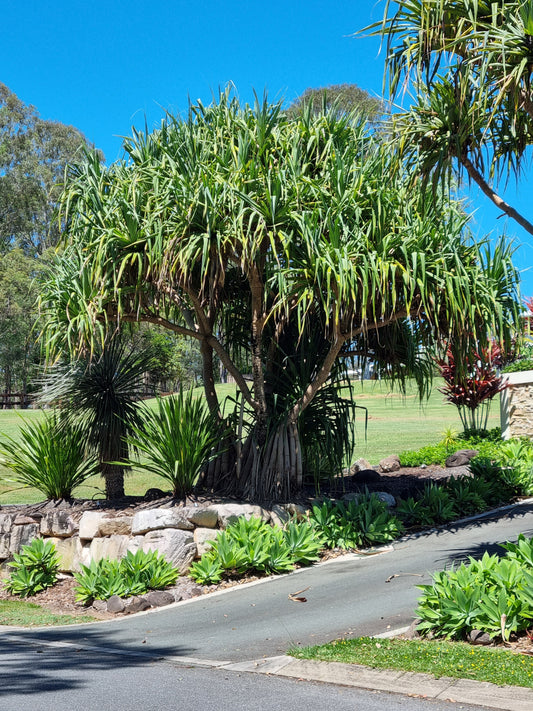 Advanced screw pine tree in brisbane