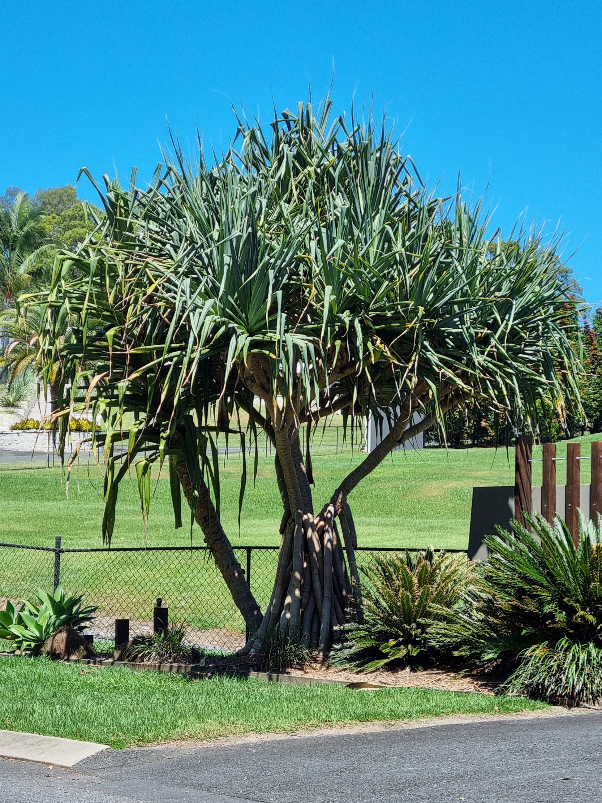 mature advanced screw pine tree in brsbane