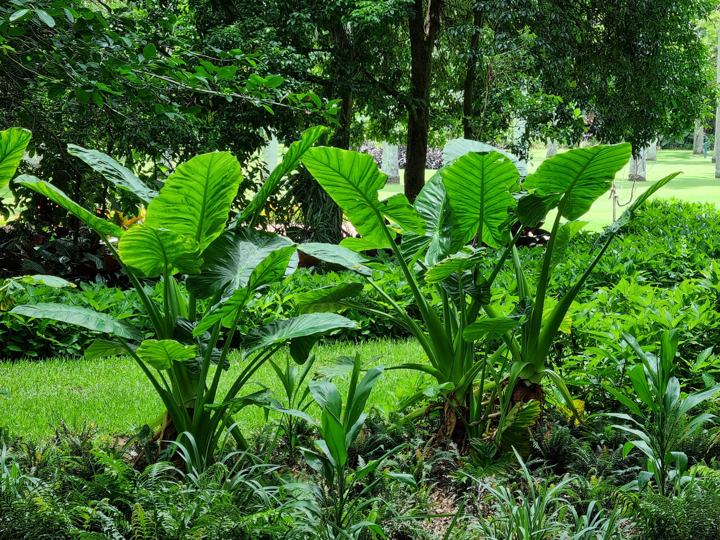 Brisbane Cunjevoi - Alocasia brisbanensis - Brisbane city