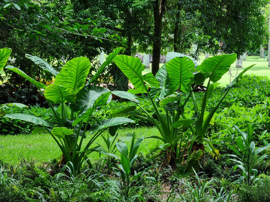 Brisbane Cunjevoi - Alocasia brisbanensis - Brisbane city