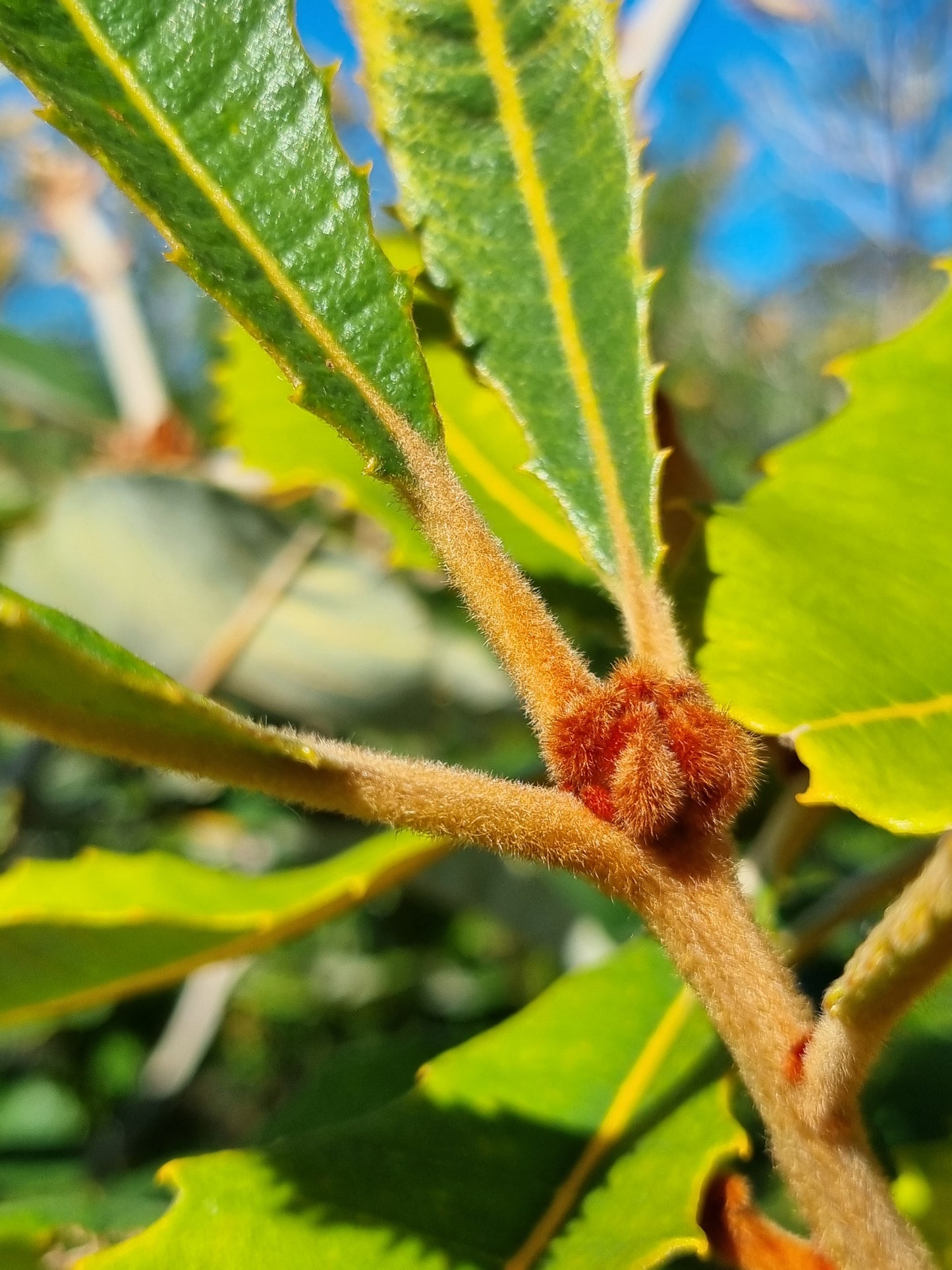 Swamp Banksia - Banksia robur