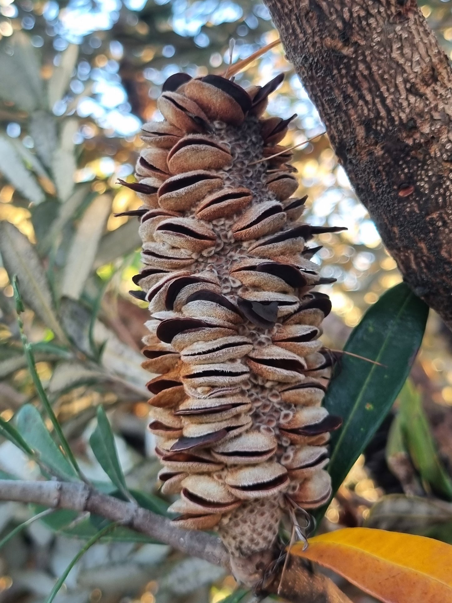 Coastal Banksia - Banksia integrifolia seed pod with seeds emerging