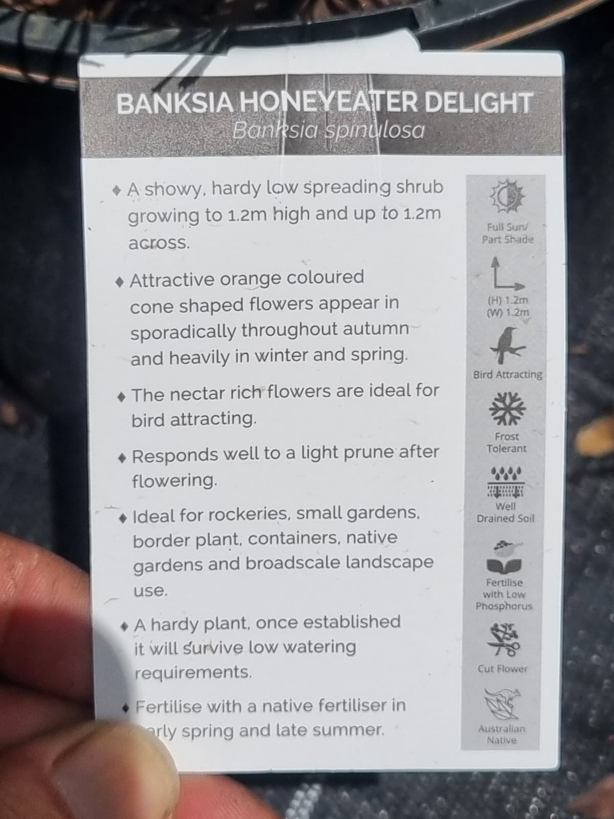 Information tag Banksia Honeyeater Delight 1.2m x 1.2m