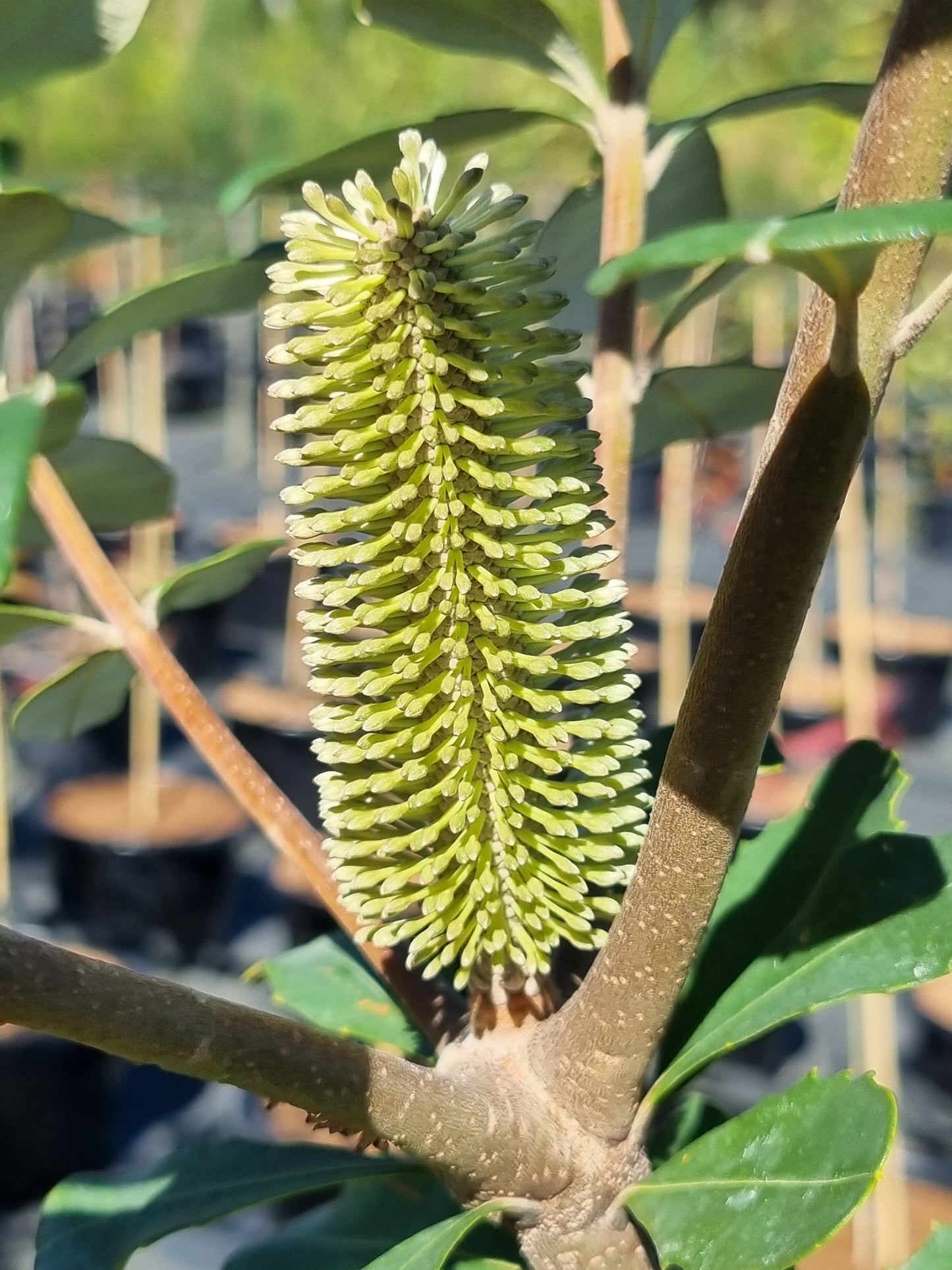 Coastal Banksia flower young not fully formed