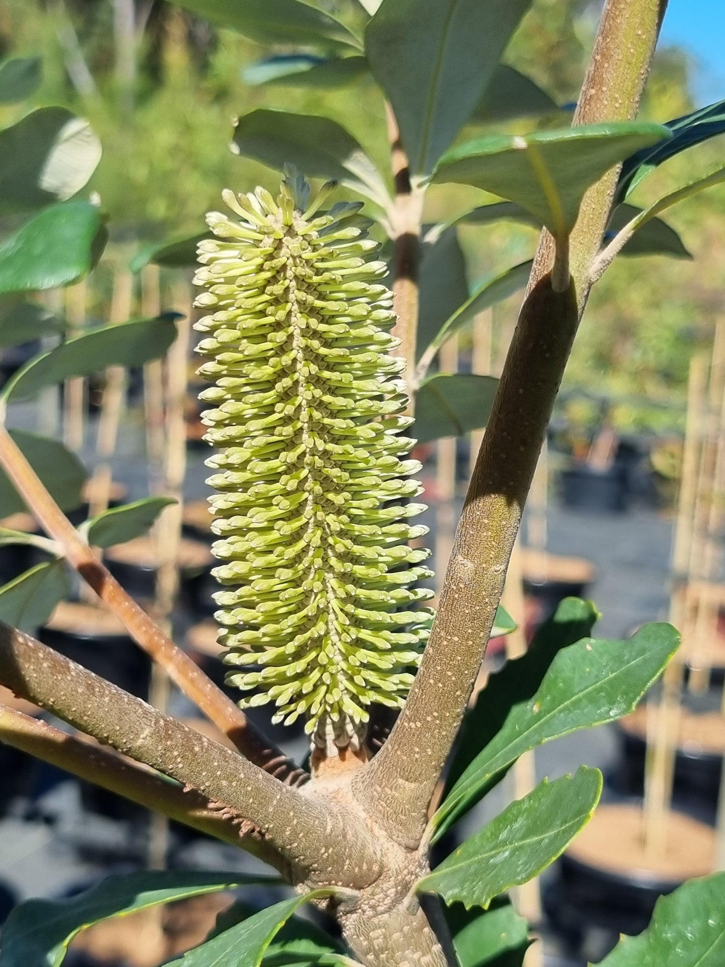 young Coastal Banksia flower