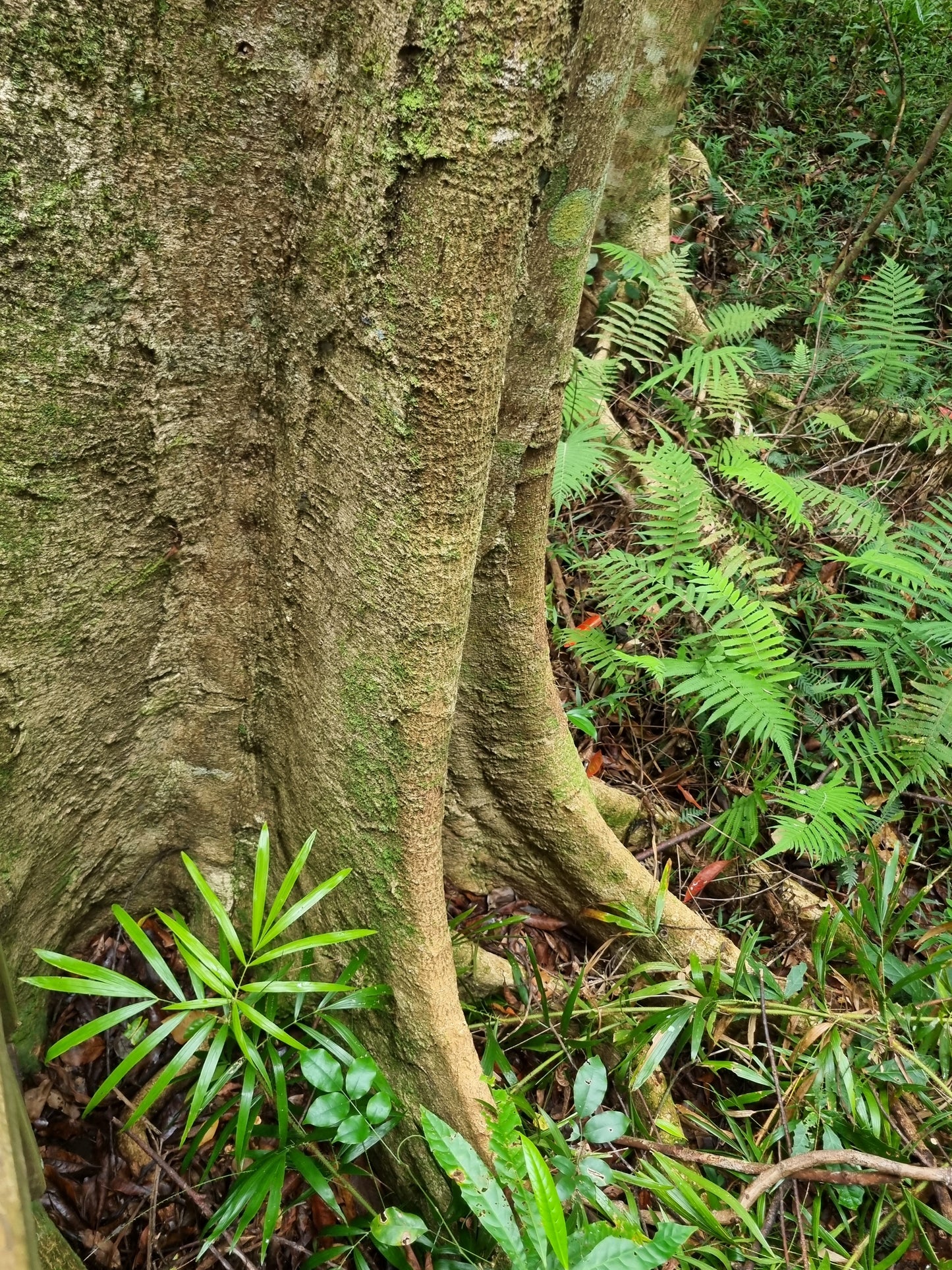 Blue Quandong - Elaeocarpus angustifolius 'grandis'