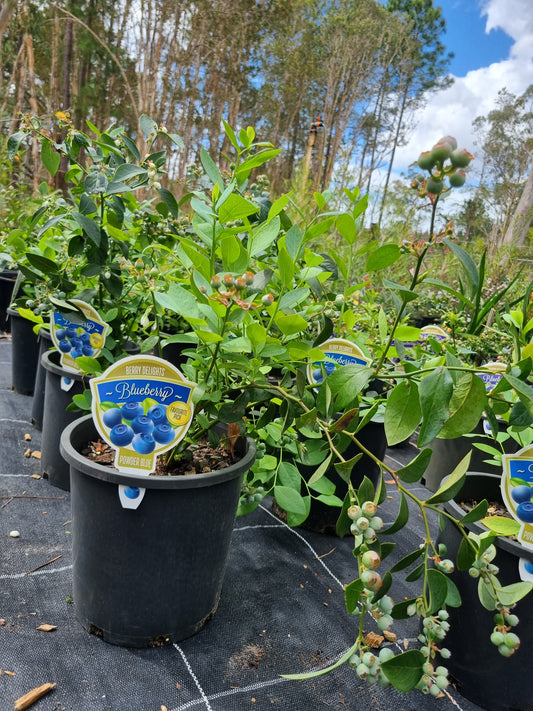 Blueberry Powder Blue  200mm