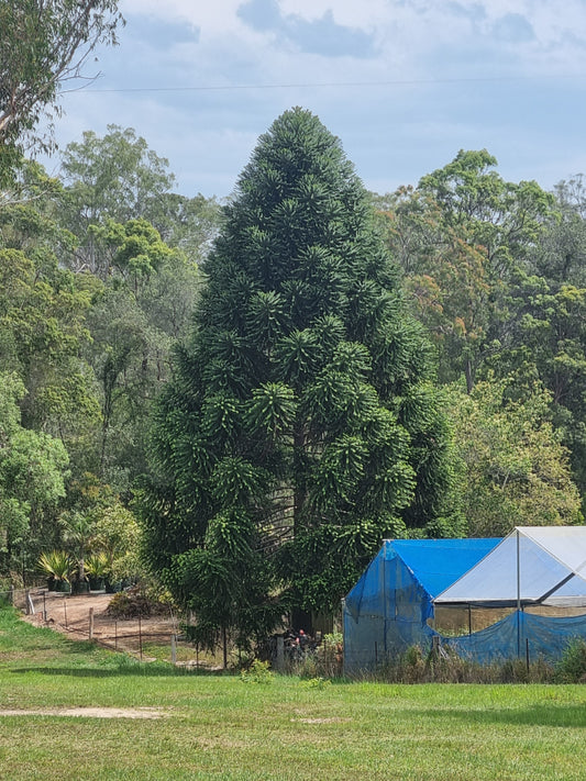 25m Tall Bunya pine tree - Araucaria bidwillii