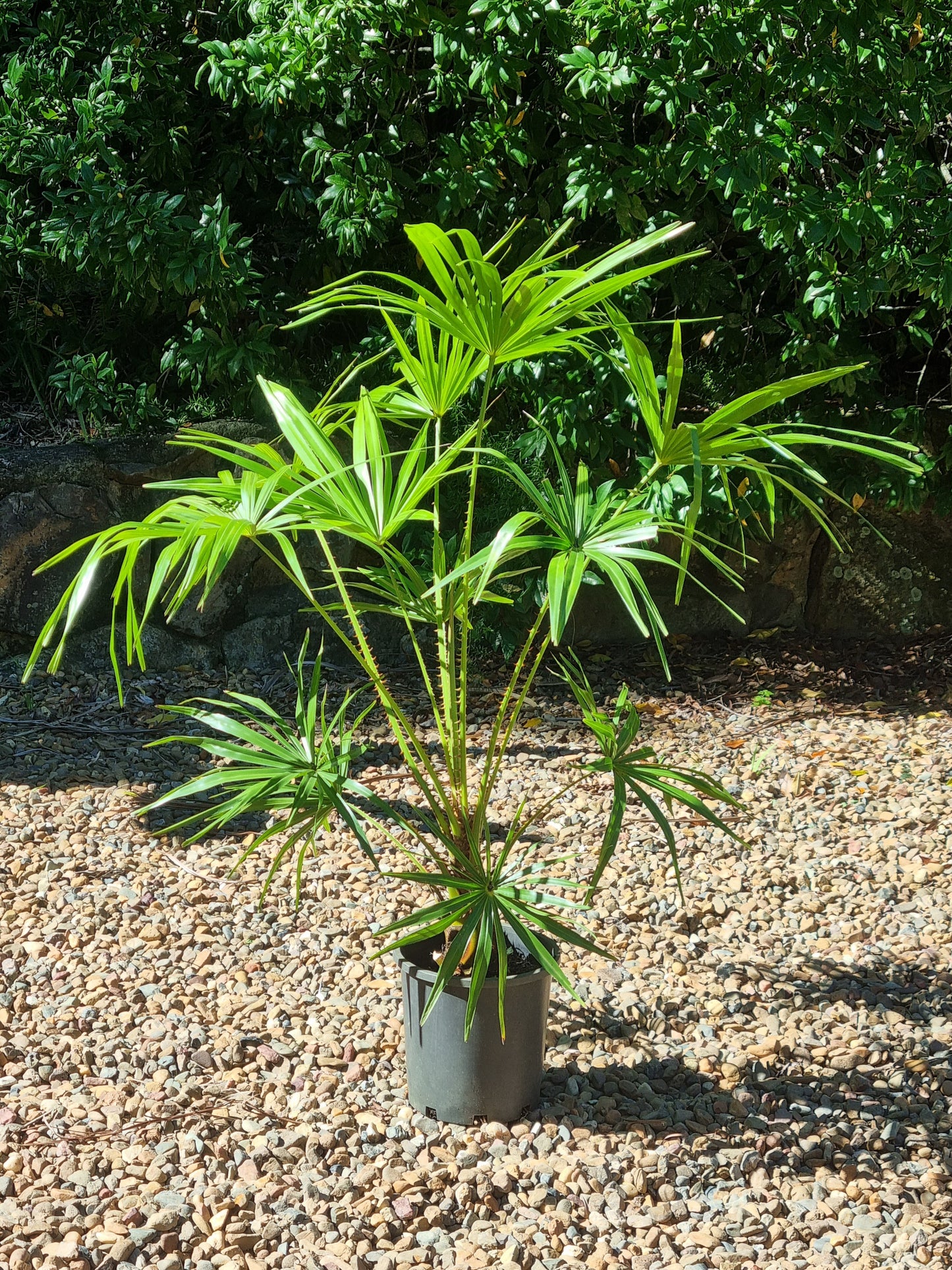 Cabbage Tree Palm - Livistona australis