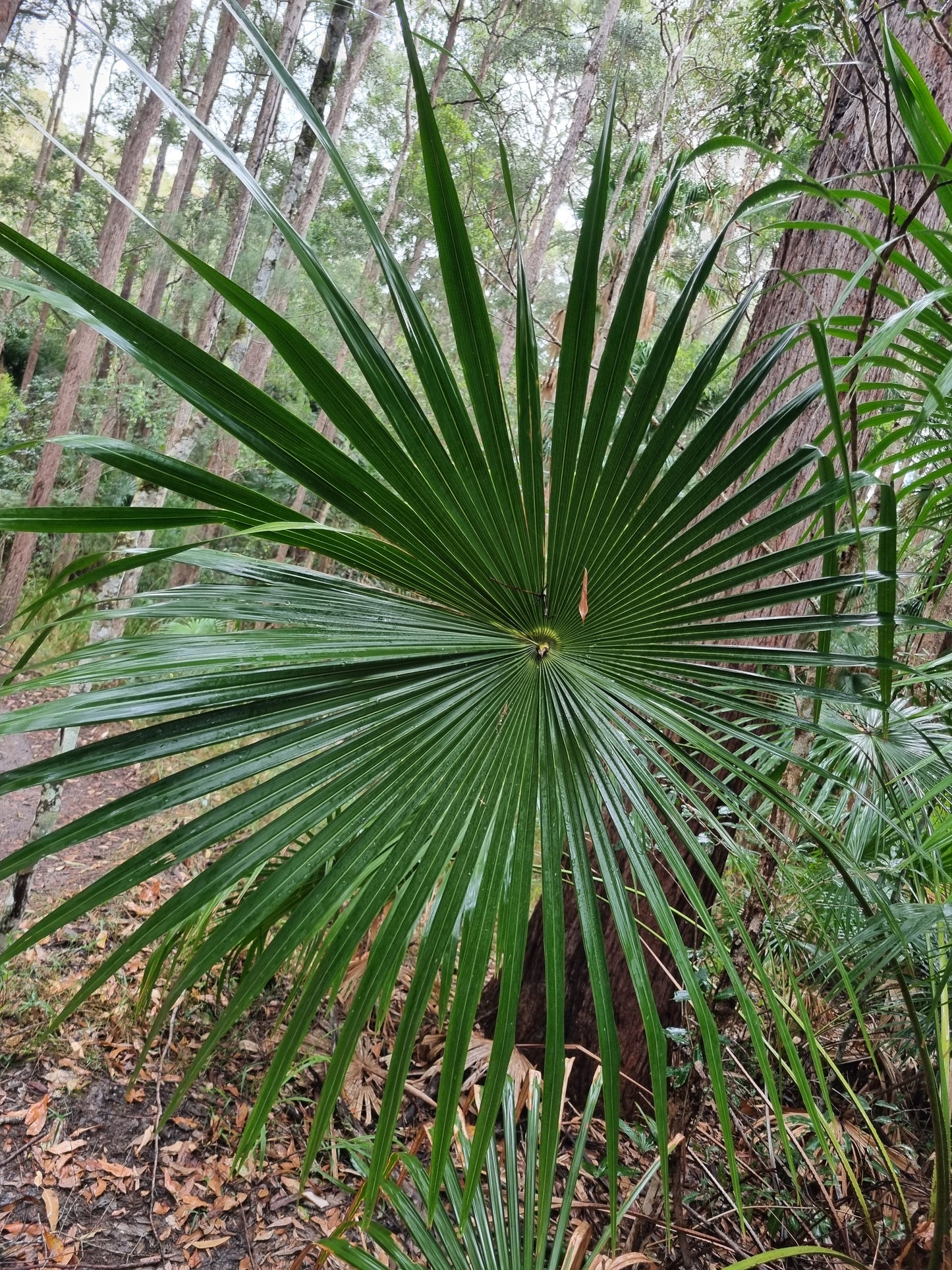 cabbage tree palm leaf in forest