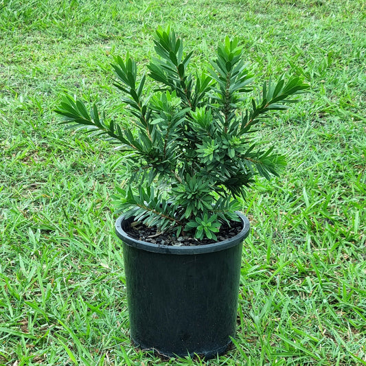 Callistemon Little John in a 200mm pot