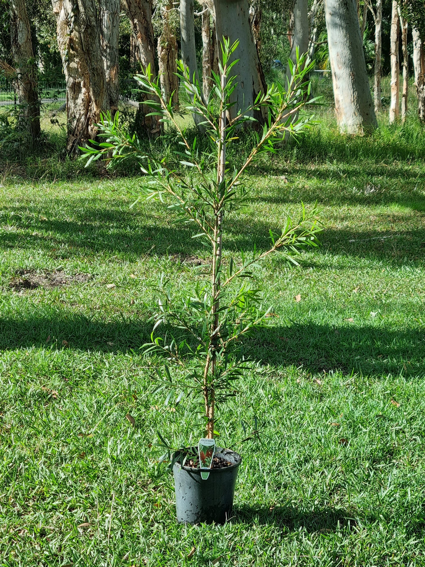 Burgundy Bottlebrush – Callistemon 'Burgundy'