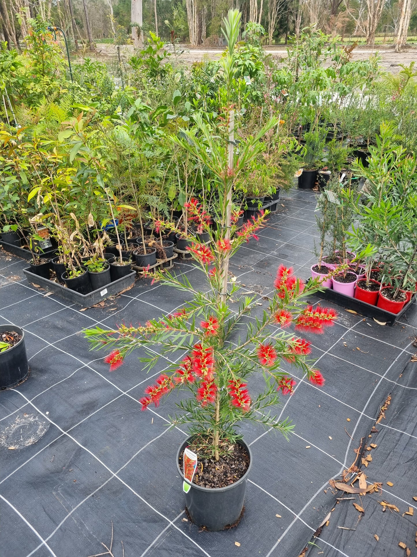 'Dawson River Weeper' Bottlebrush – Callistemon viminalis 'Dawson River Weeper'