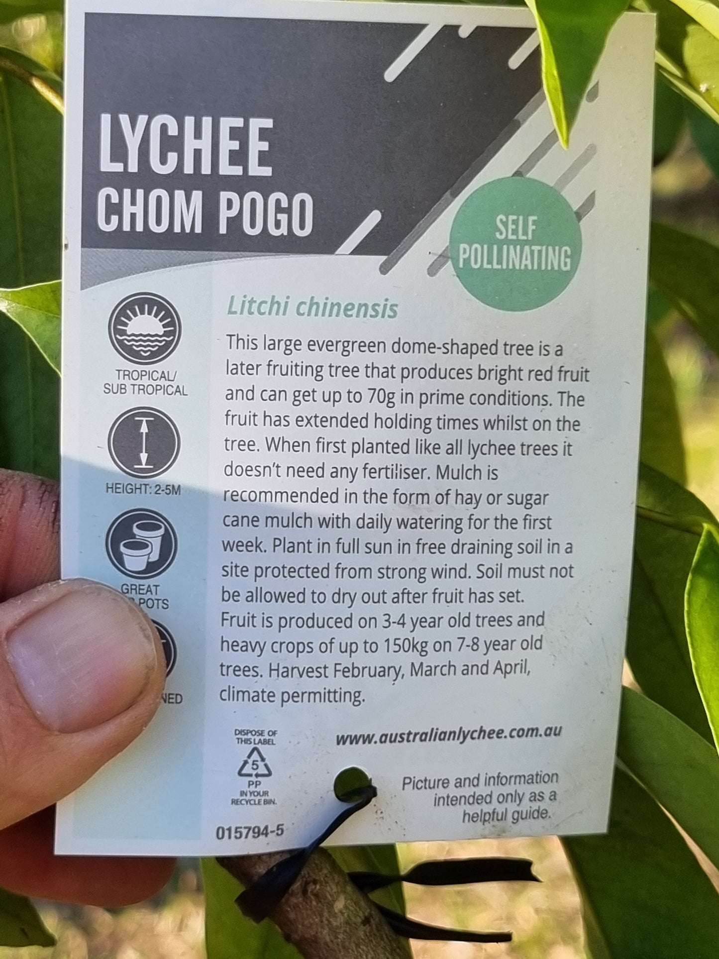 Lychee ‘Chom Pogo’ – Litchi chinensis