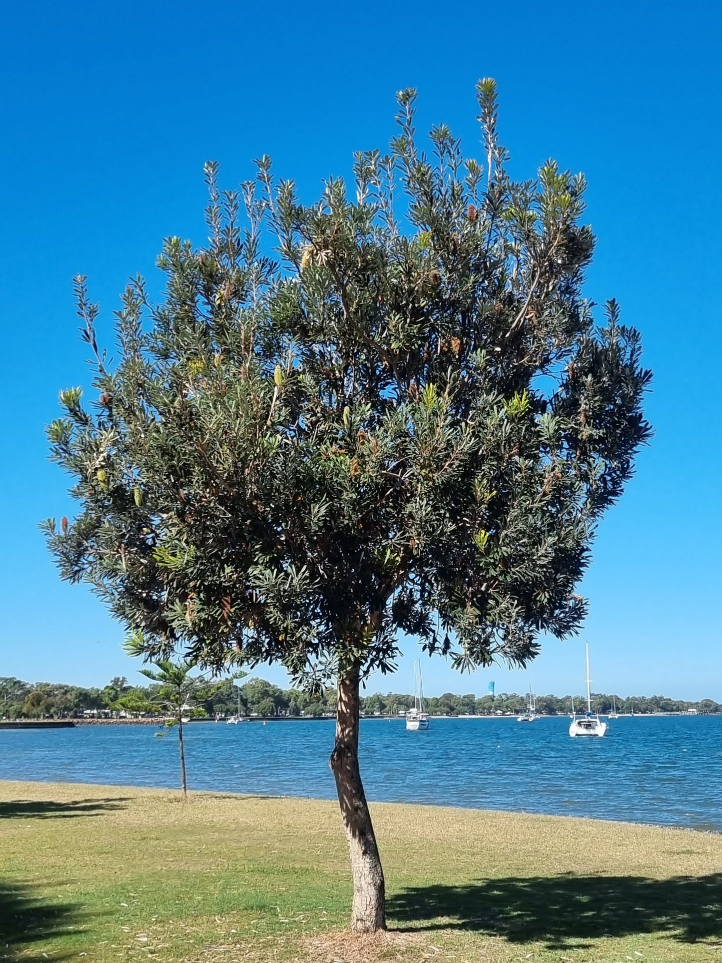 mature banksia tree next to water on bribie island qld
