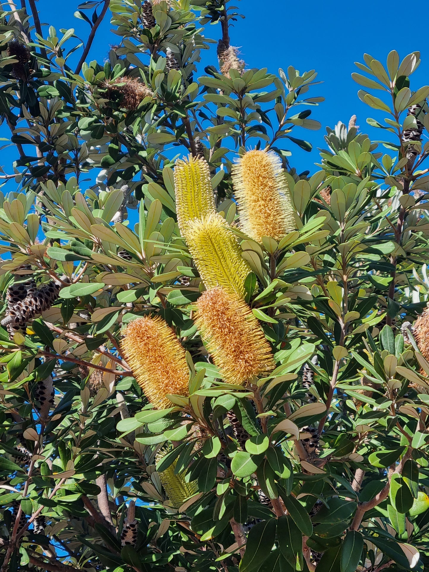 Coastal banksia integrifolia flowers on a tree brisbane