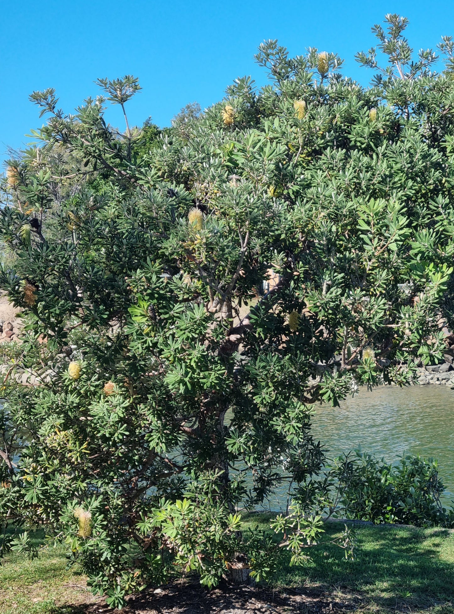 mature coastal banksia tree next to a creek in sunshine coast
