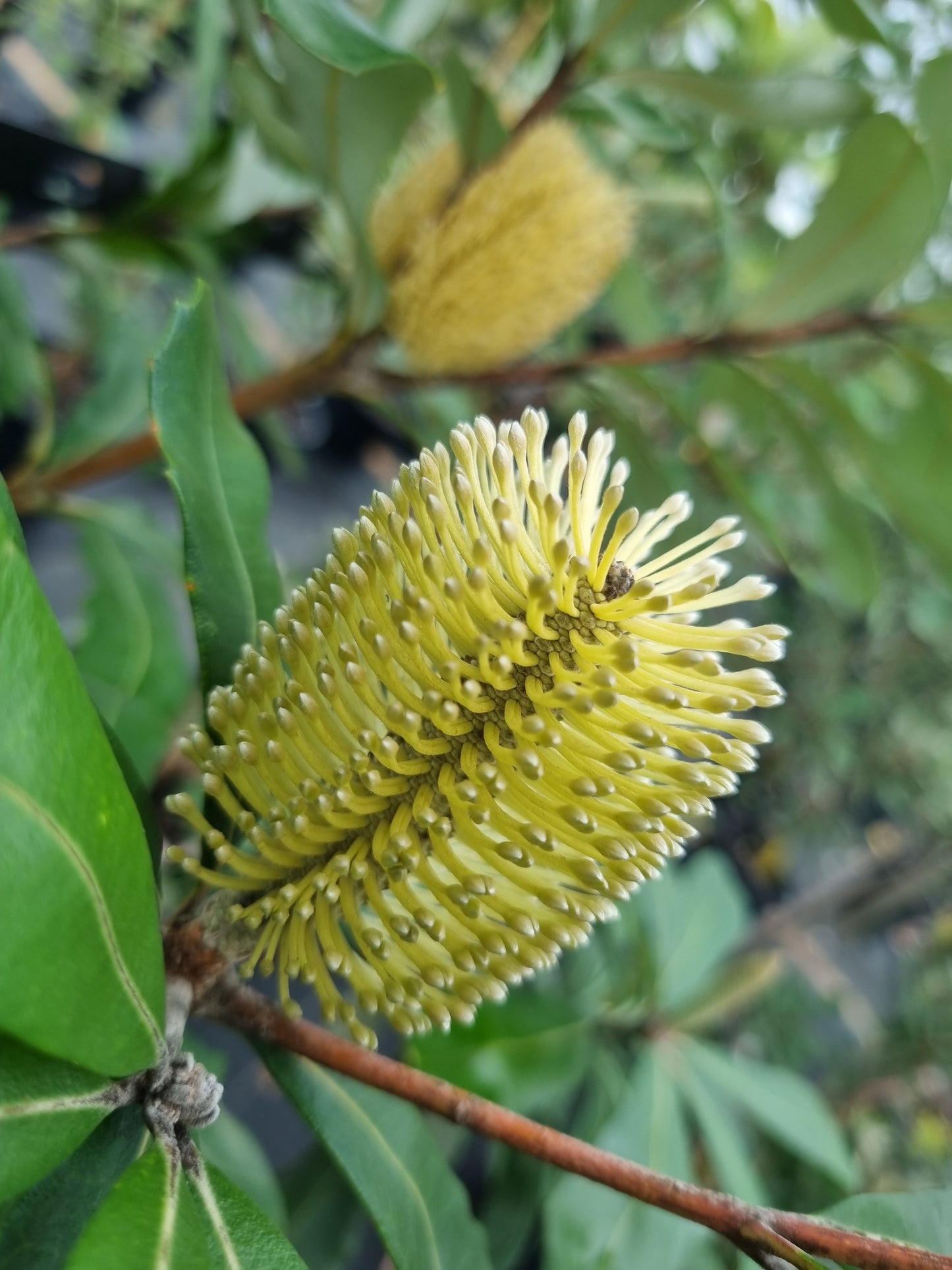 Coastal Banksia small flower