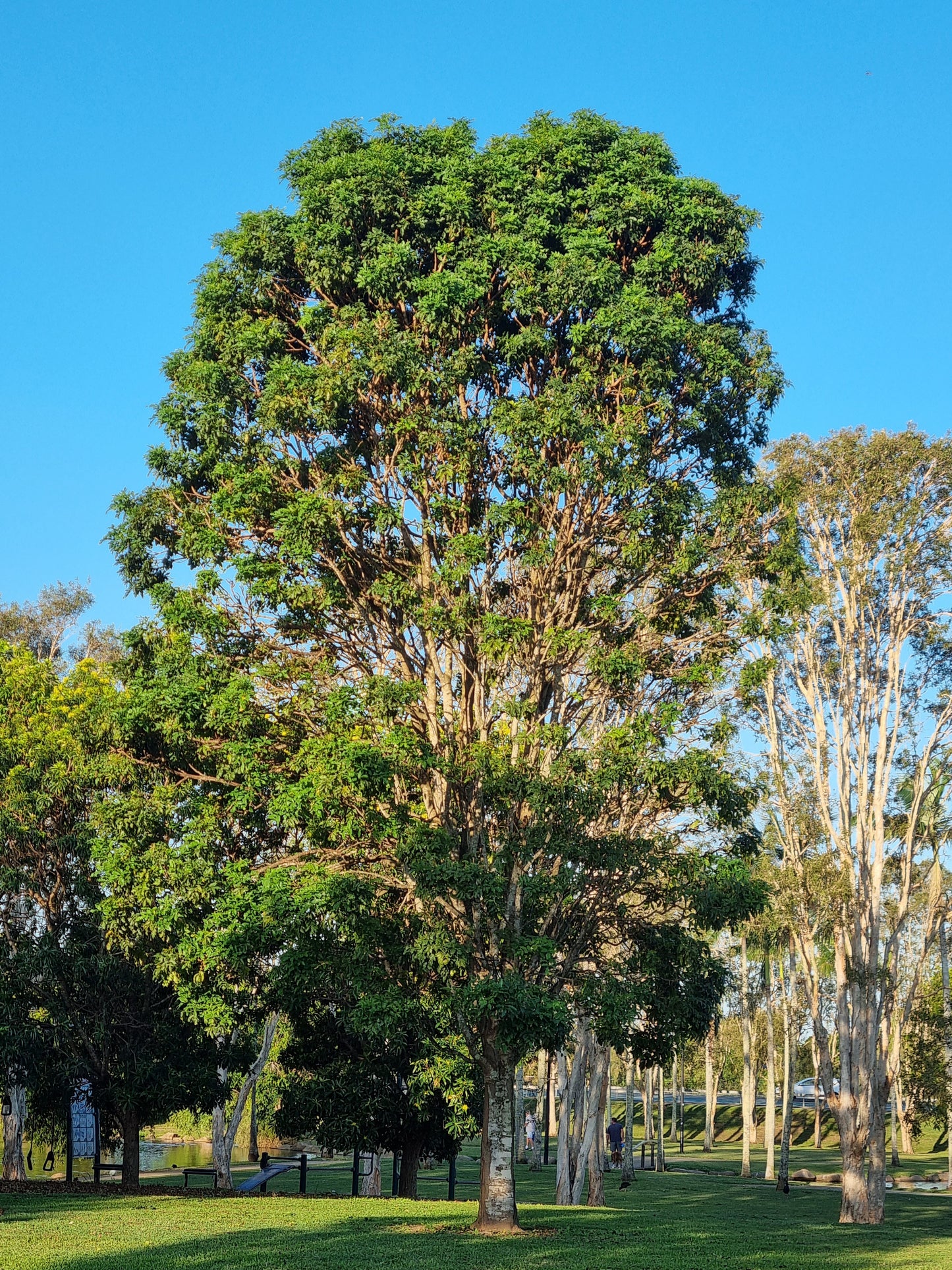 Crow’s Ash - Flindersia australis