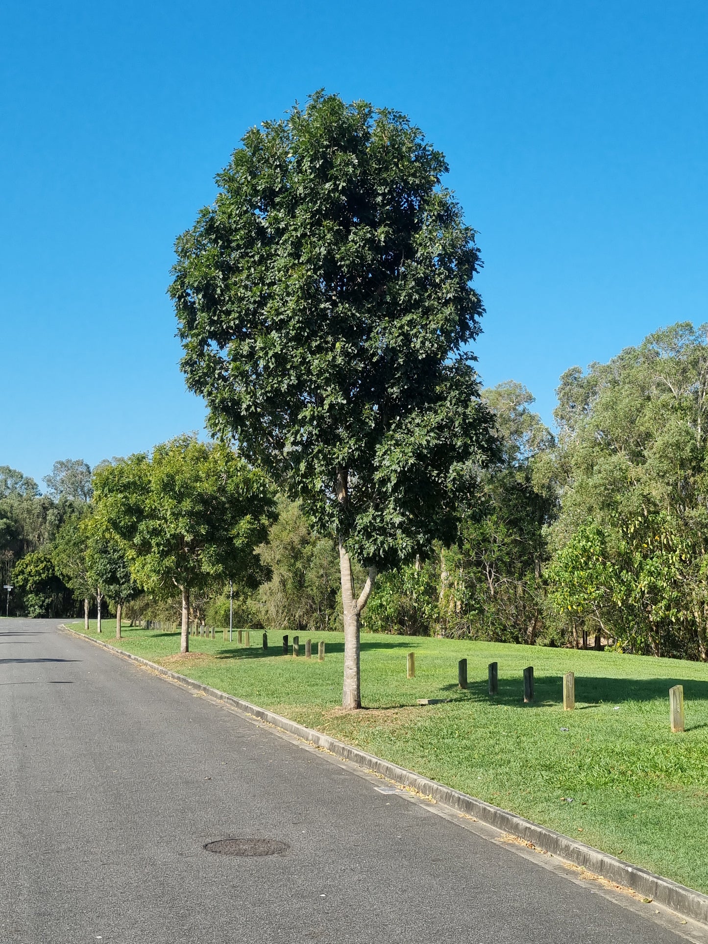 crows ash street tree brisbane flindersia australis