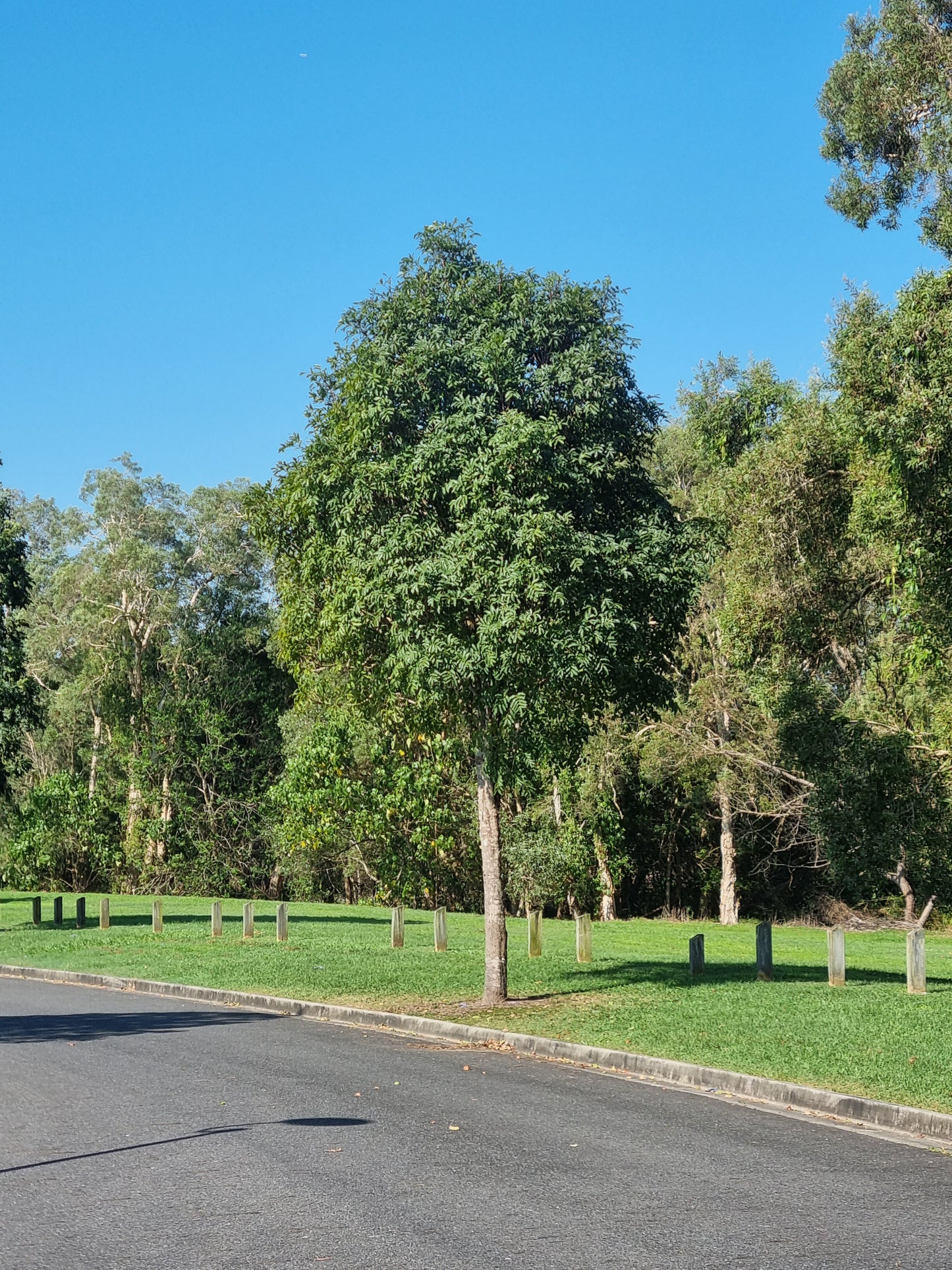 crows ash street tree brisbane flindersia australis