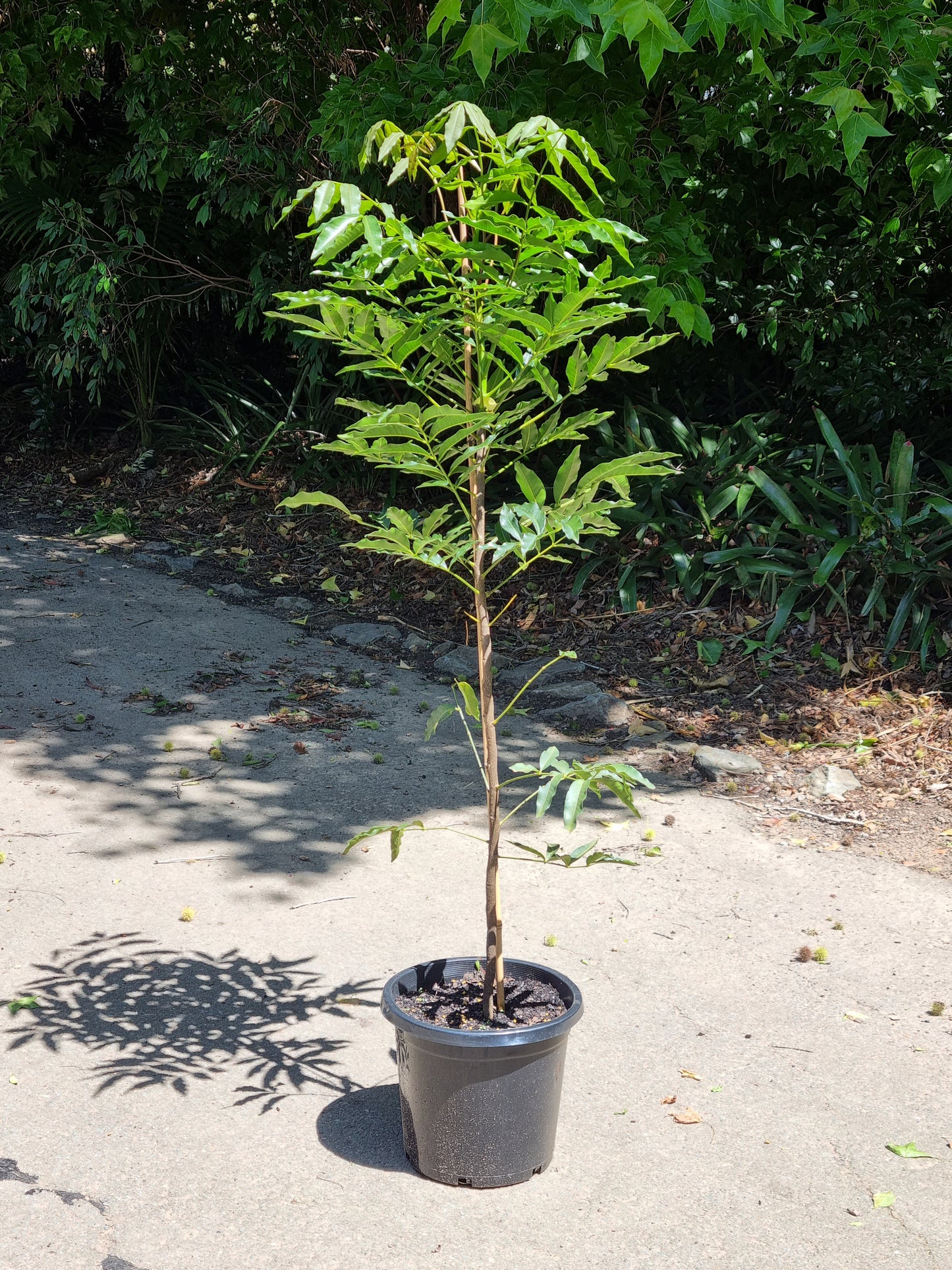 crows ash tree in a 300mm pot