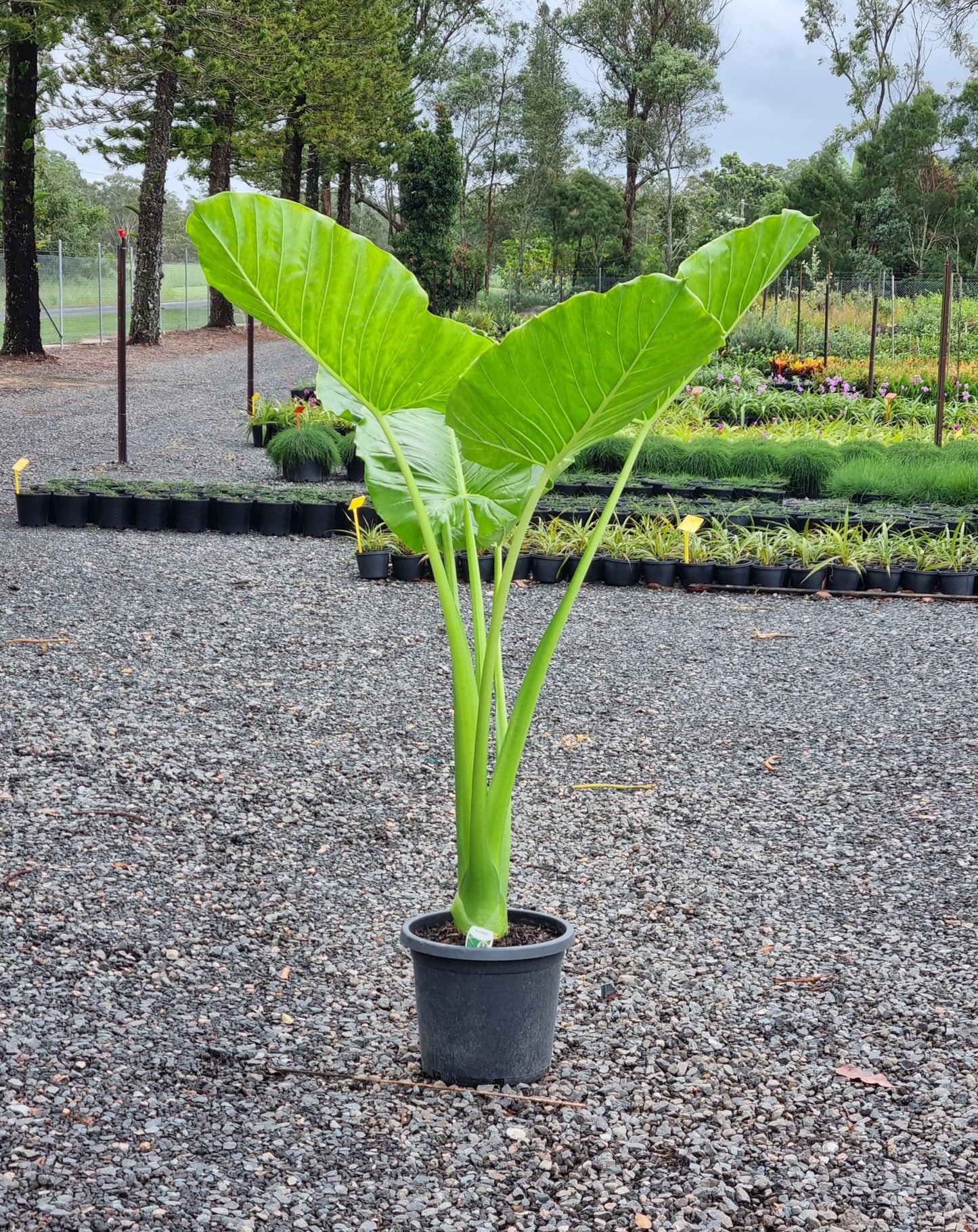 Cunjevoi - Alocasia brisbanensis