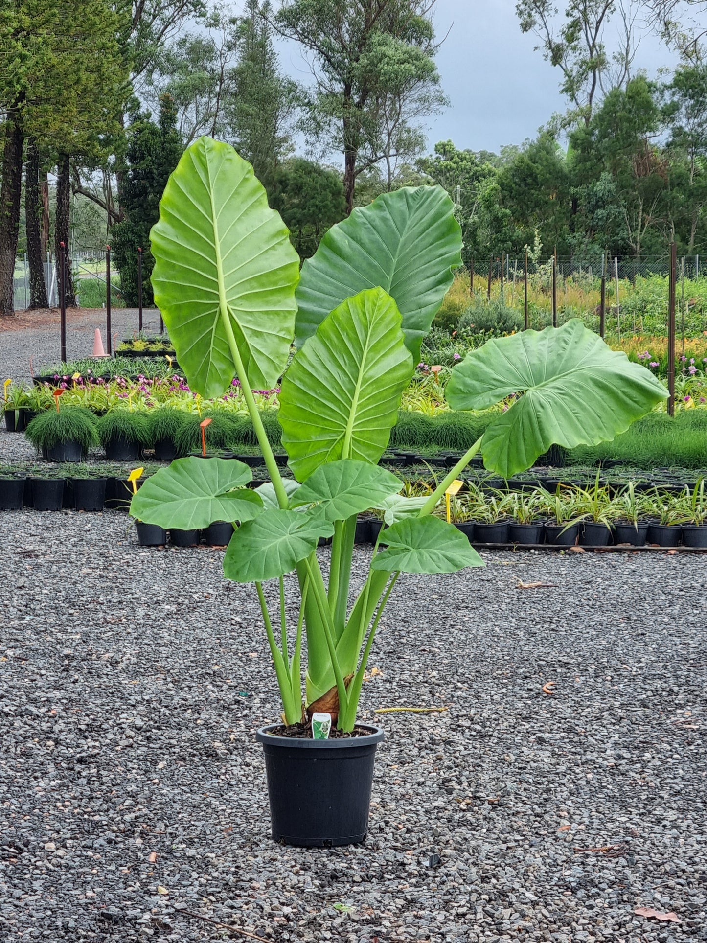 Cunjevoi - Alocasia brisbanensis