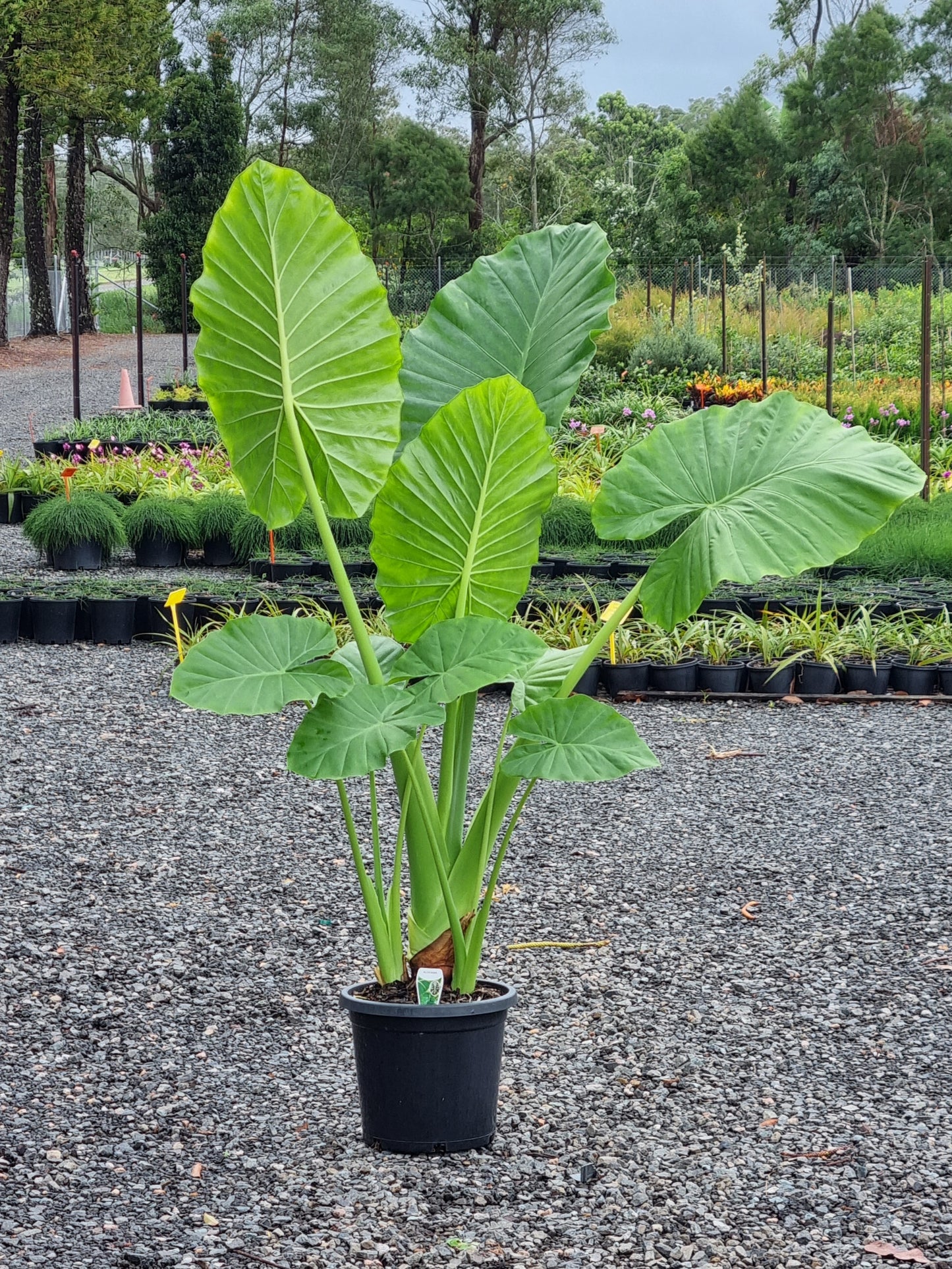 Cunjevoi - Alocasia brisbanensis