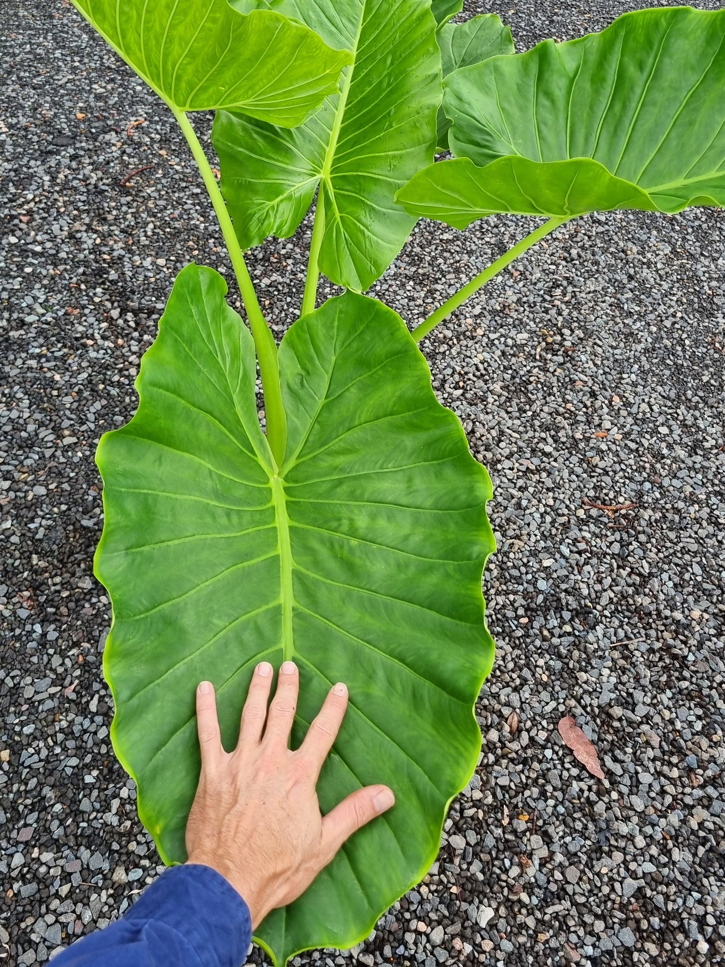 Cunjevoi - Alocasia brisbanensis