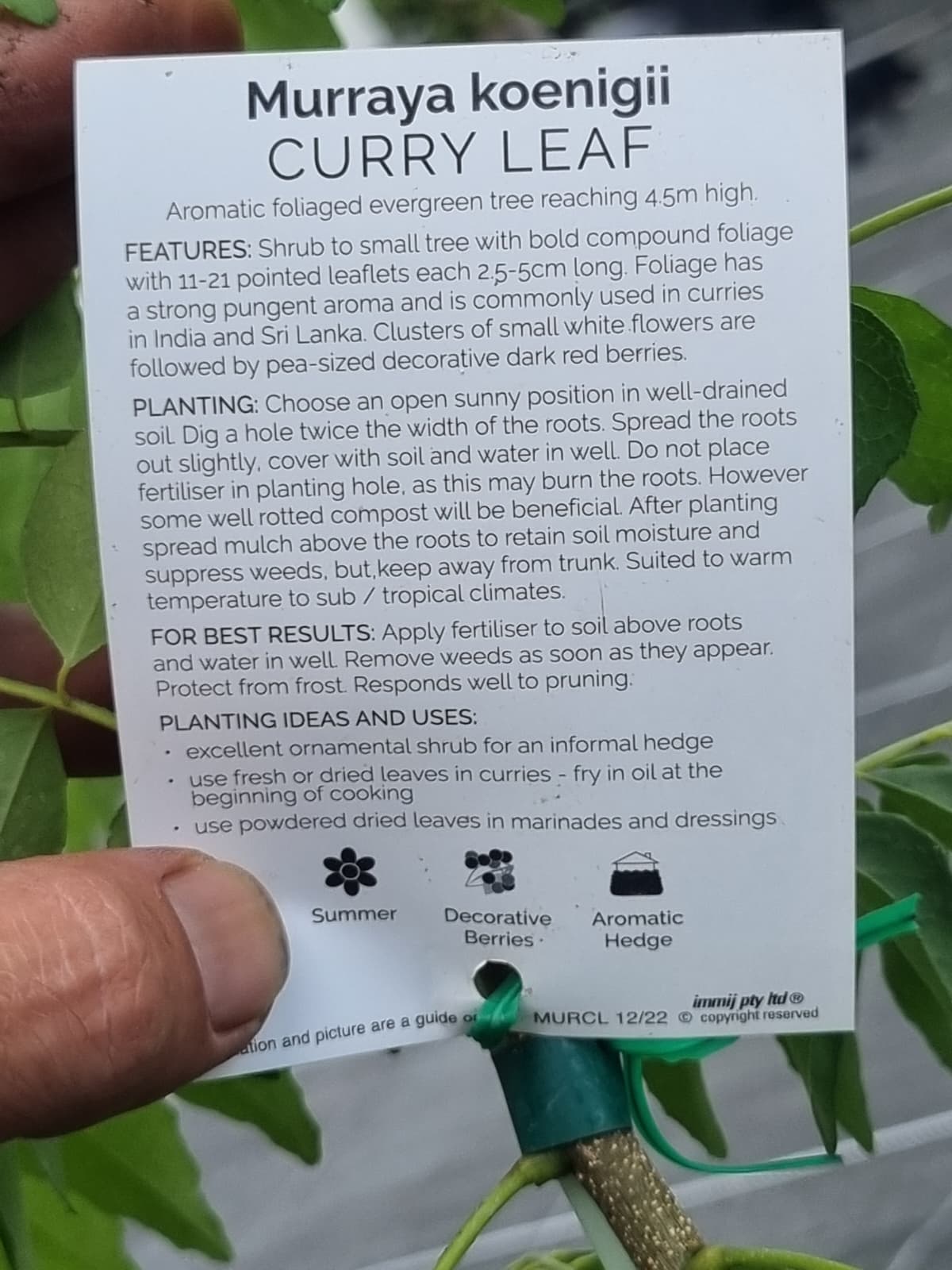 Excellent ornamental shrub for an informal hedge. Fresh leaves are ideal for cooking, marinades and dressings.