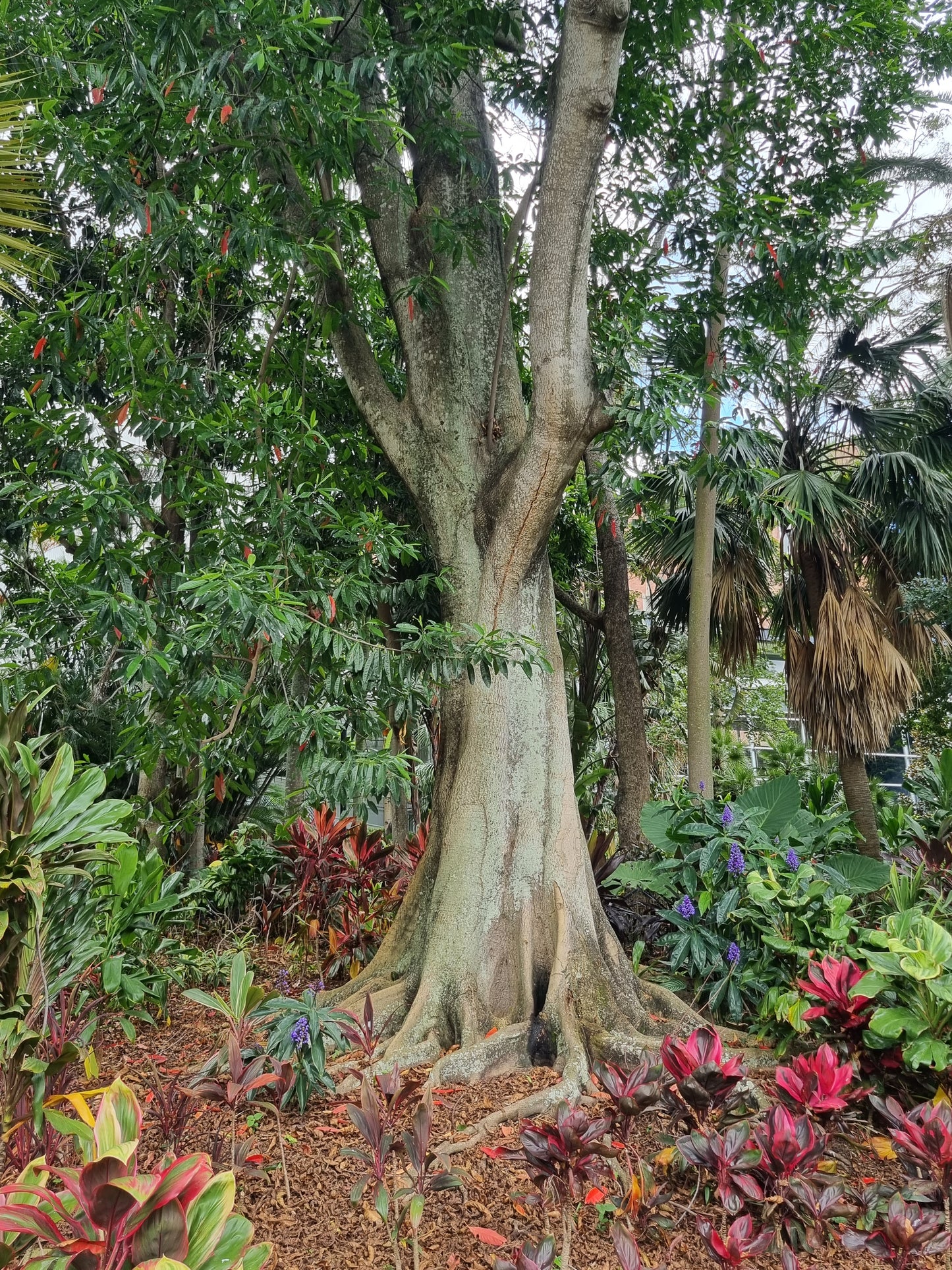 Blue Quandong - Elaeocarpus angustifolius 'grandis'