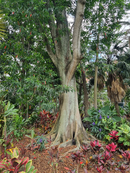 Blue Quandong - Elaeocarpus angustifolius 'grandis'