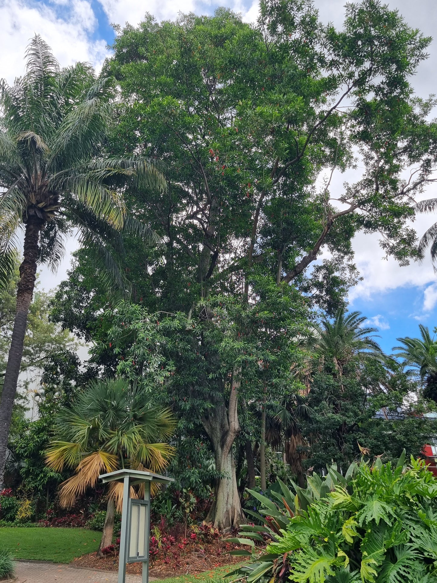 Blue Quandong - Elaeocarpus angustifolius 'grandis'