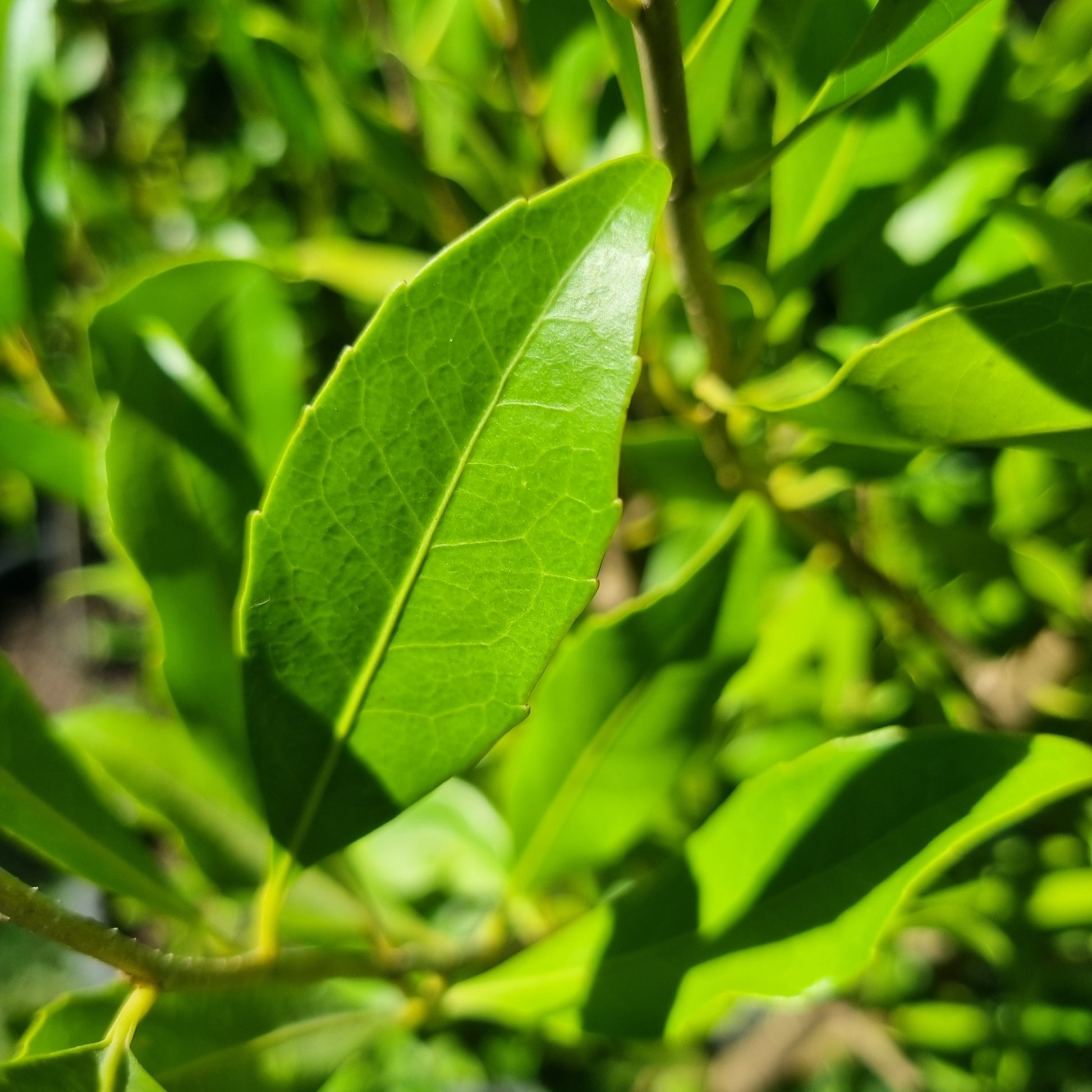 Hard Quandong leaves - Elaeocarpus obovatus leaves
