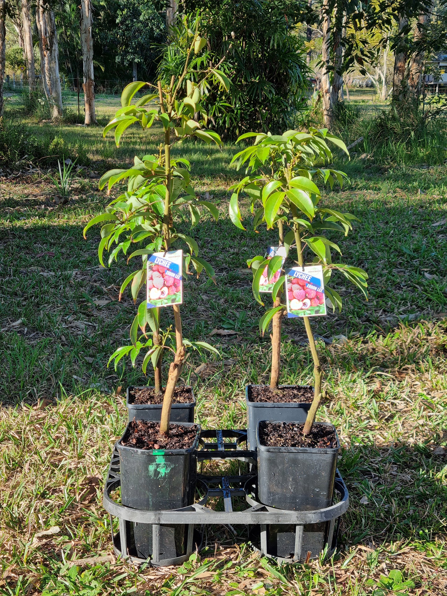 Erdon lee lychee trees in 200mm pots brisbane