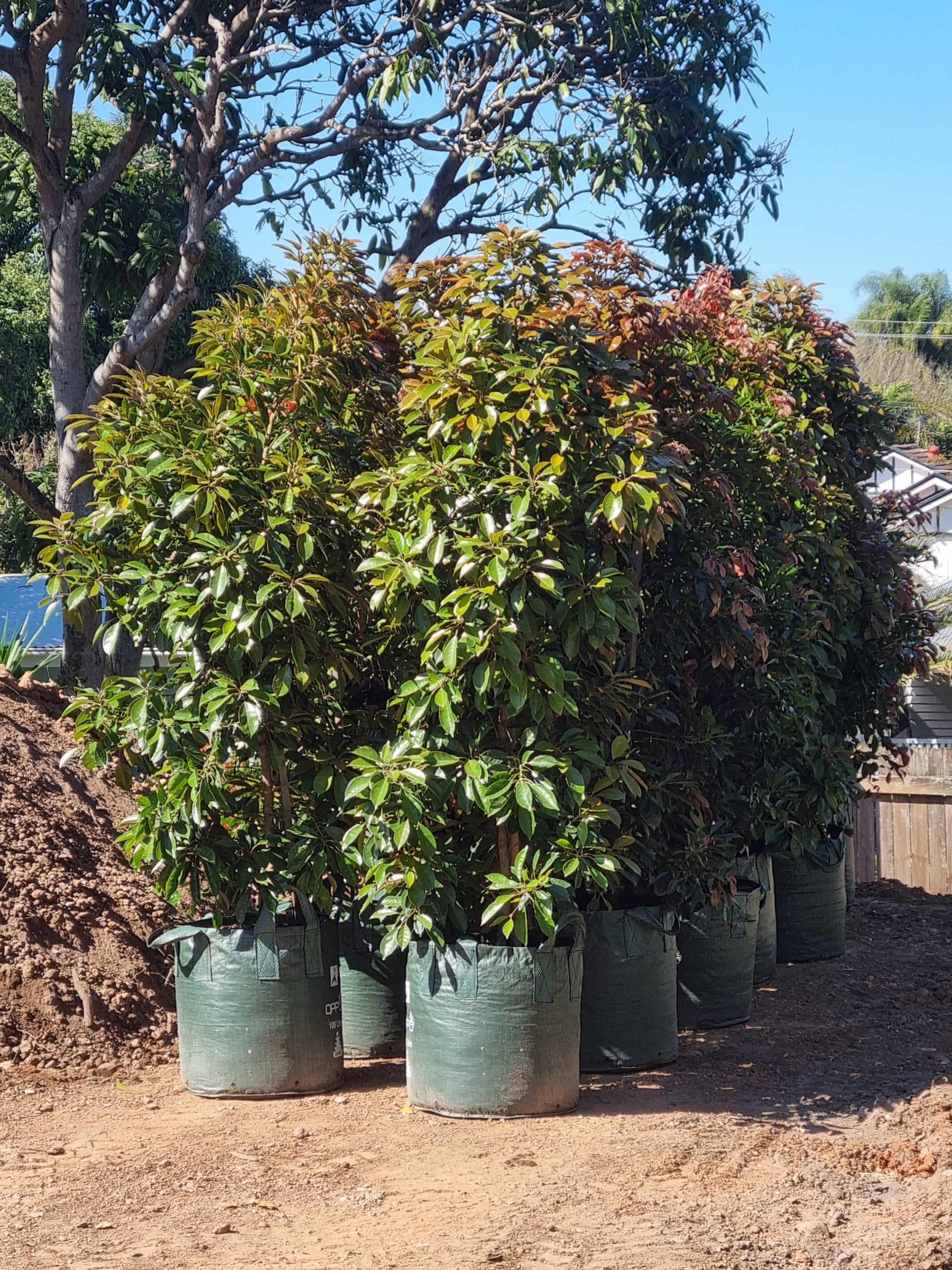 eumundi quandong advanced trees in 100L pots delivery to brisbane