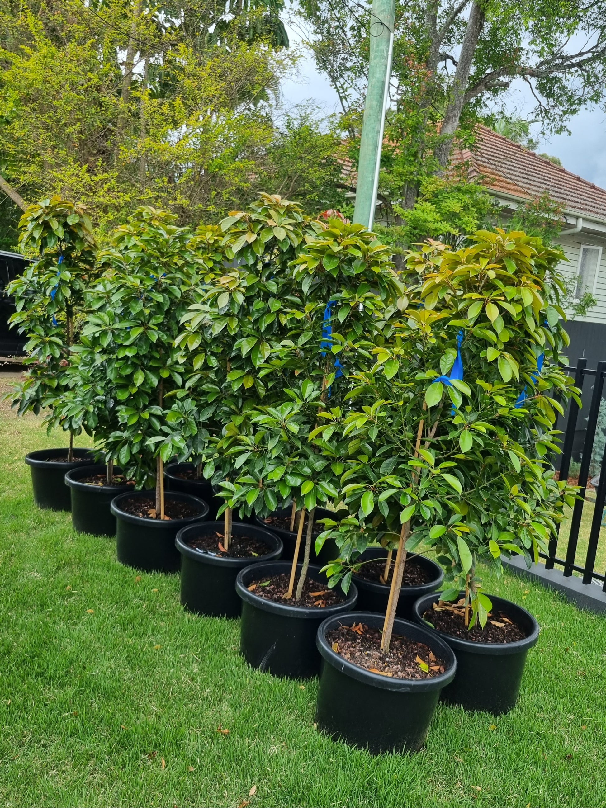 Eumundi quandong advanced trees delivered to sunshine coast