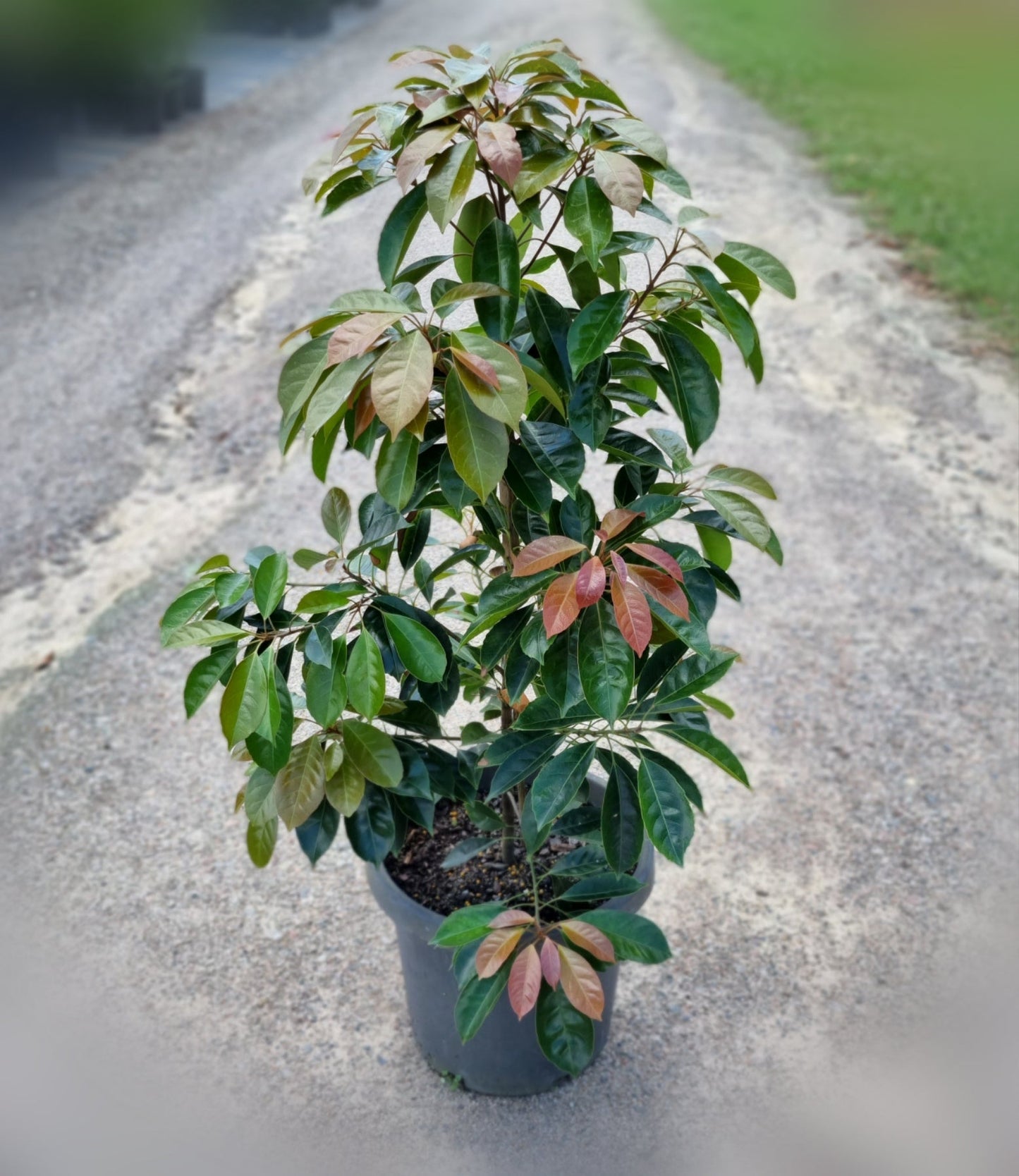 Eumundi Quandong in 300 mm pot - Elaeocarpus eumundi - Delivertree