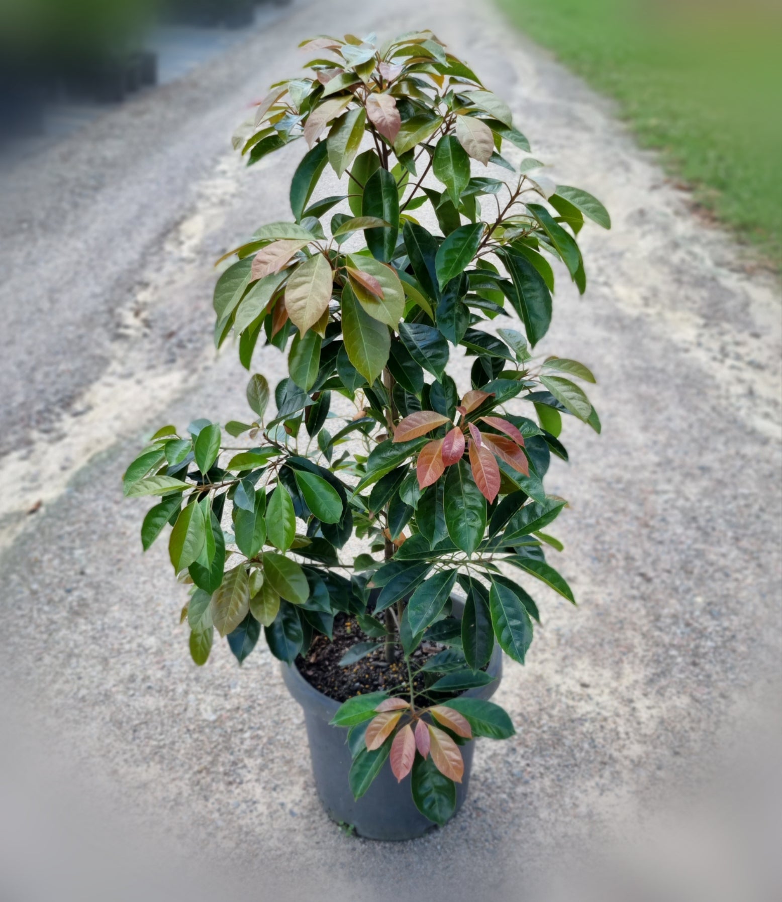 Eumundi Quandong in 300 mm pot - Elaeocarpus eumundi - Delivertree