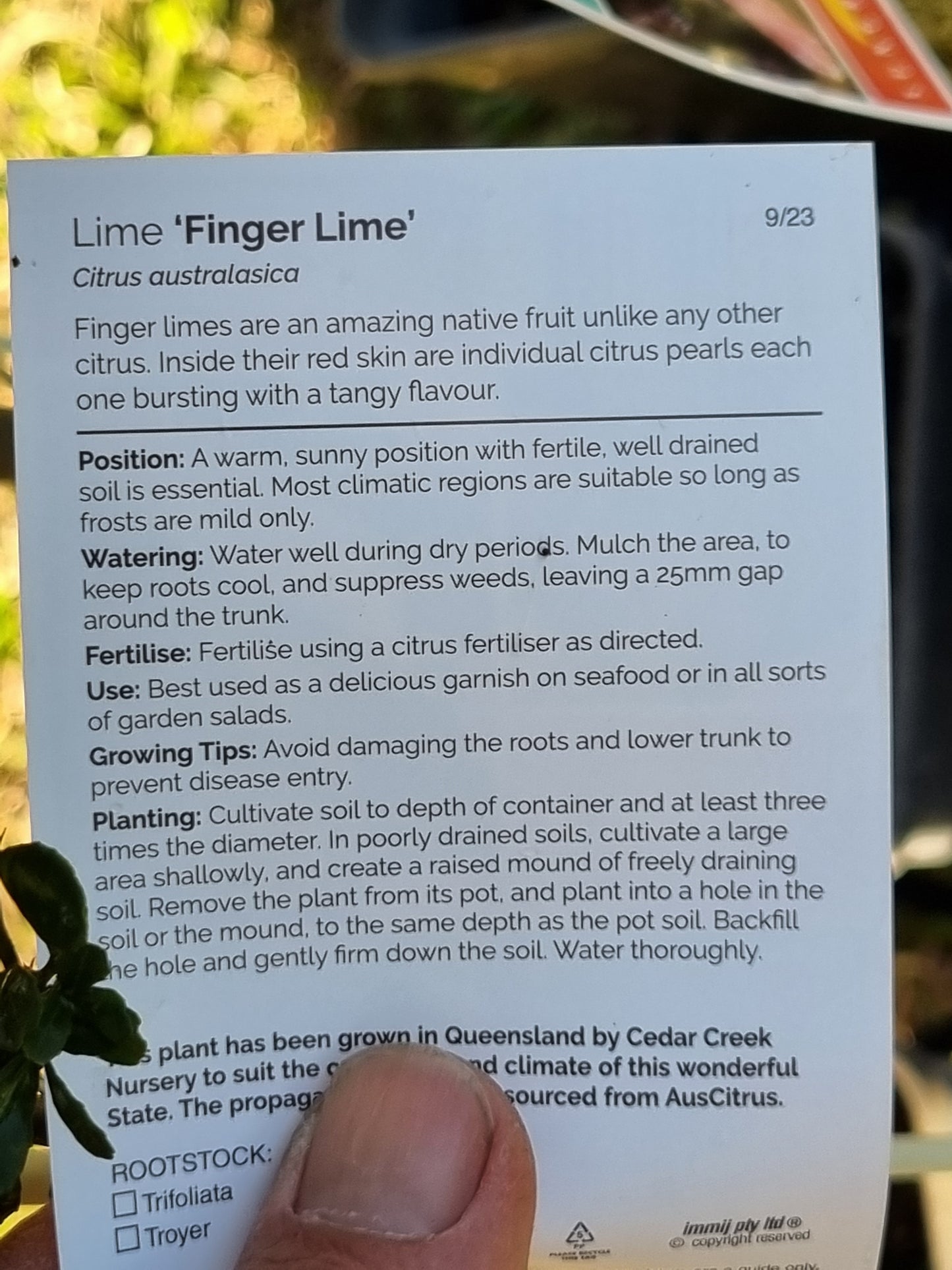 Finger Lime – Citrus australasica - Grafted