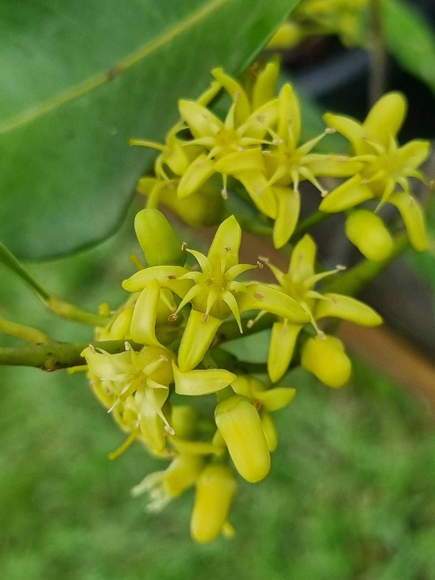 Fraser Island Apple flowers