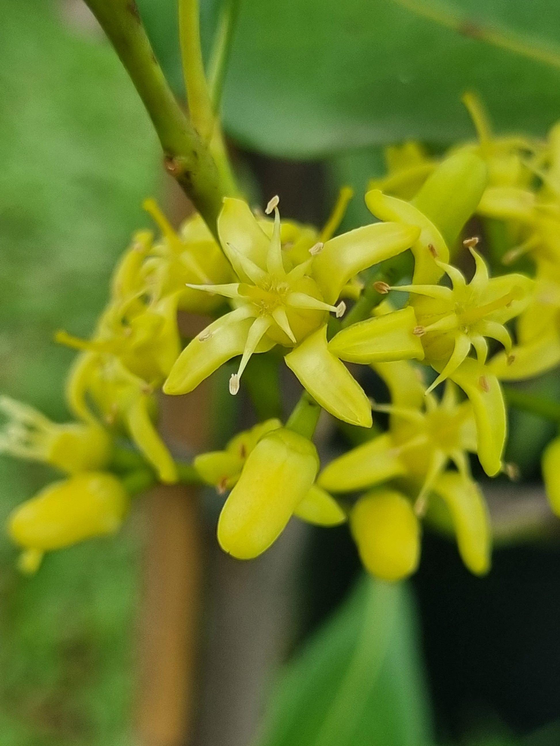 Fraser Island Apple flowers