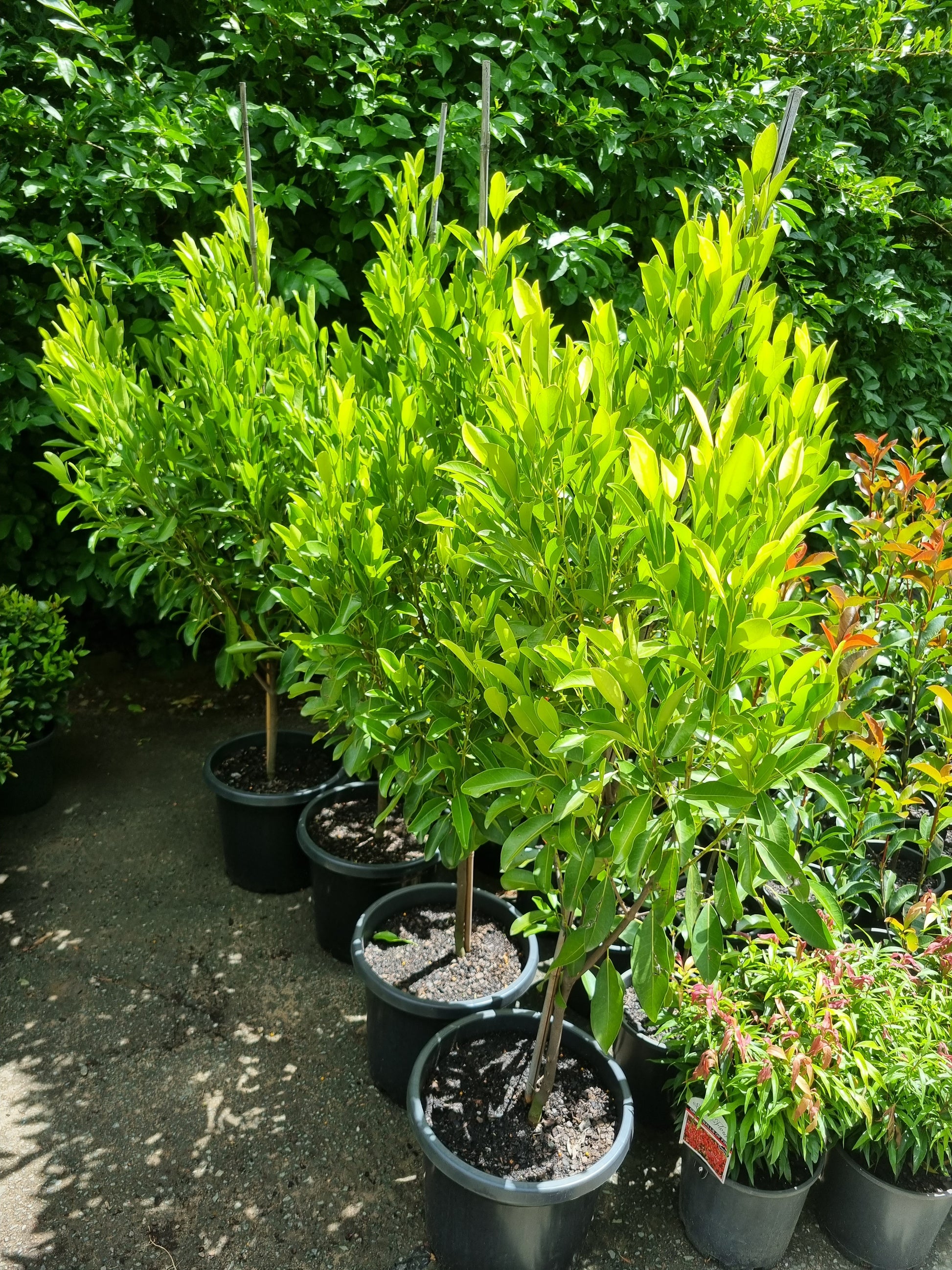 Fraser Island Apple tree 300mm pots