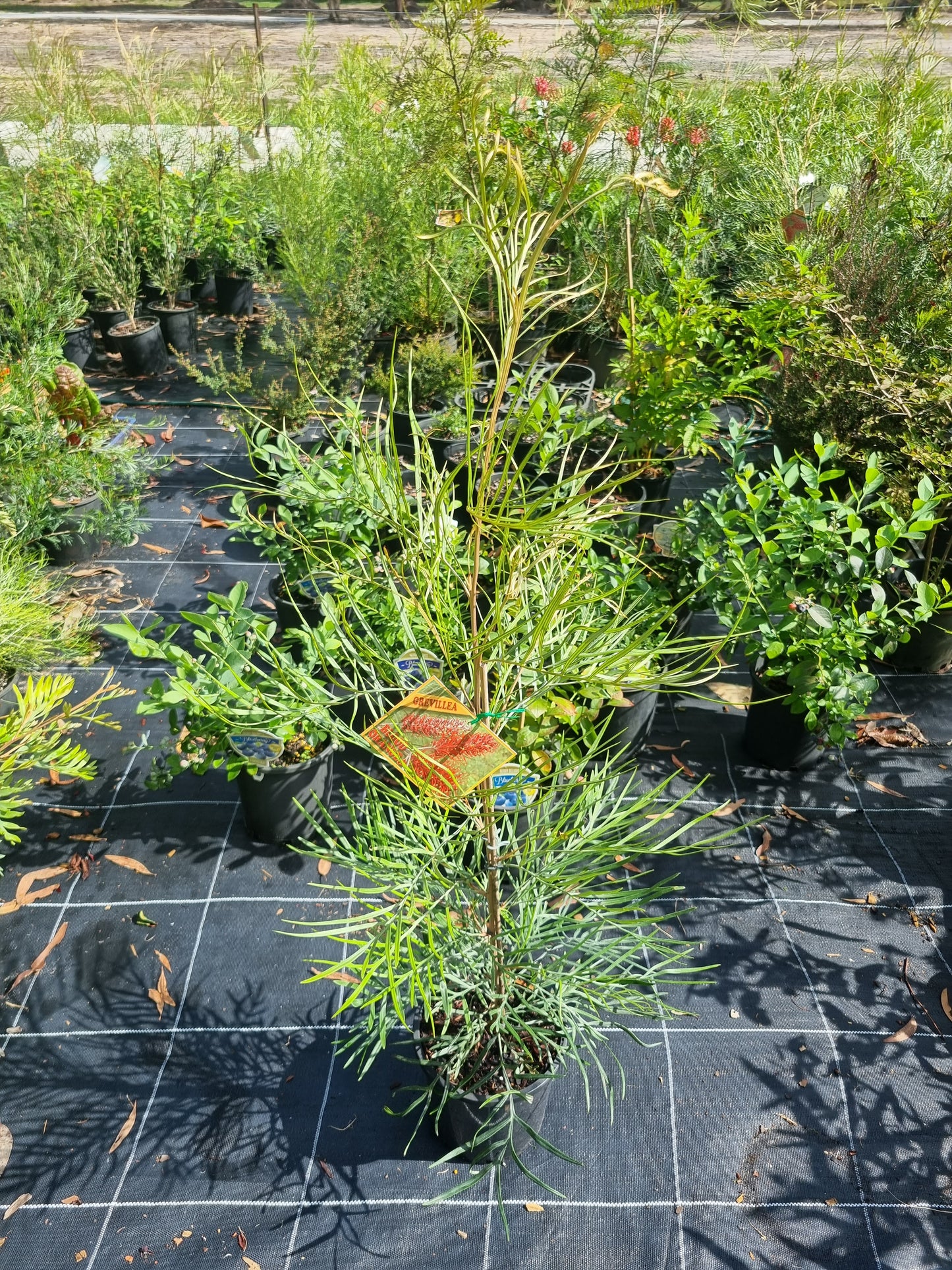 Grevillea Blood Orange - 200mm pots