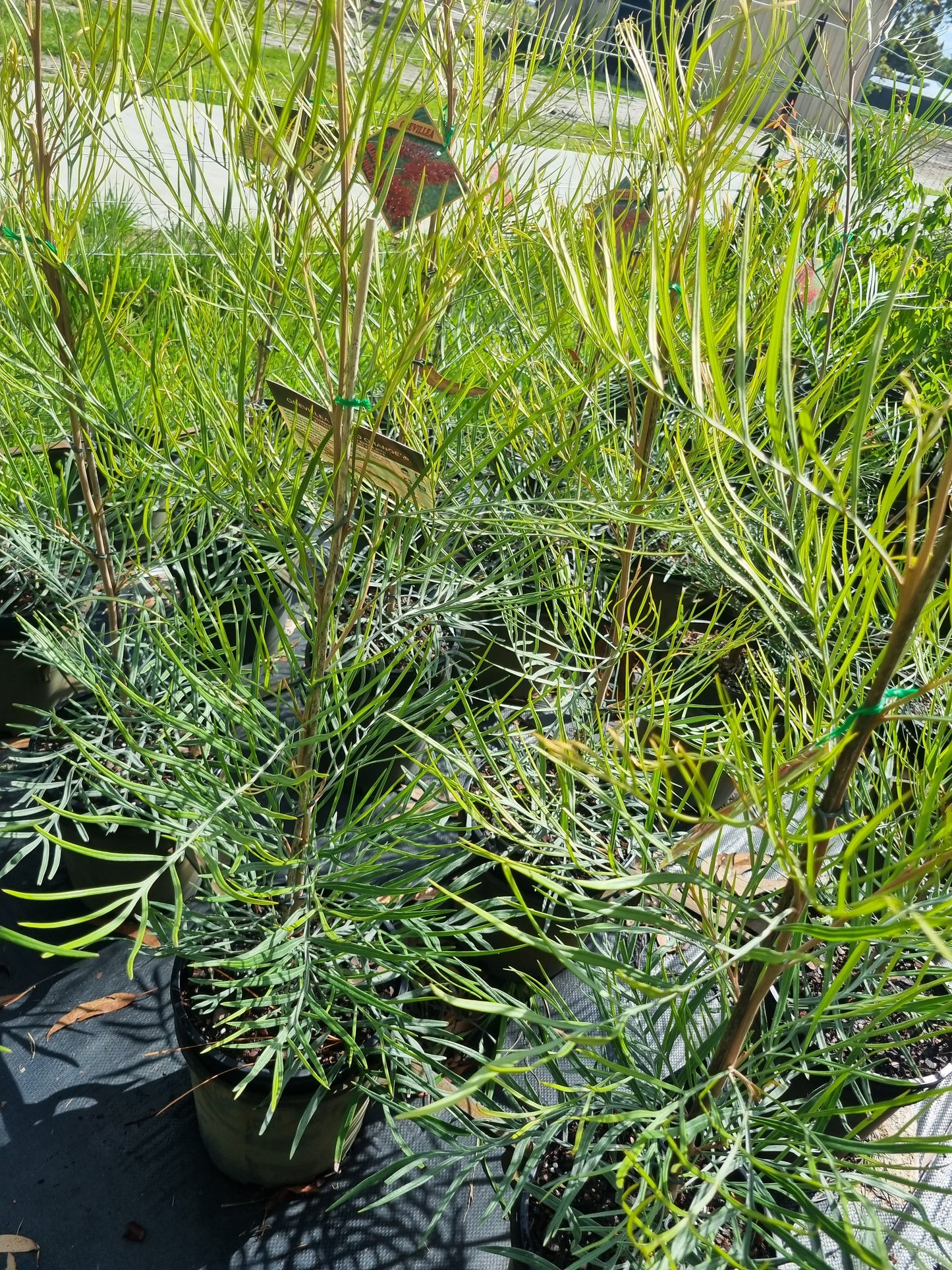 Grevillea Blood Orange - 200mm pots