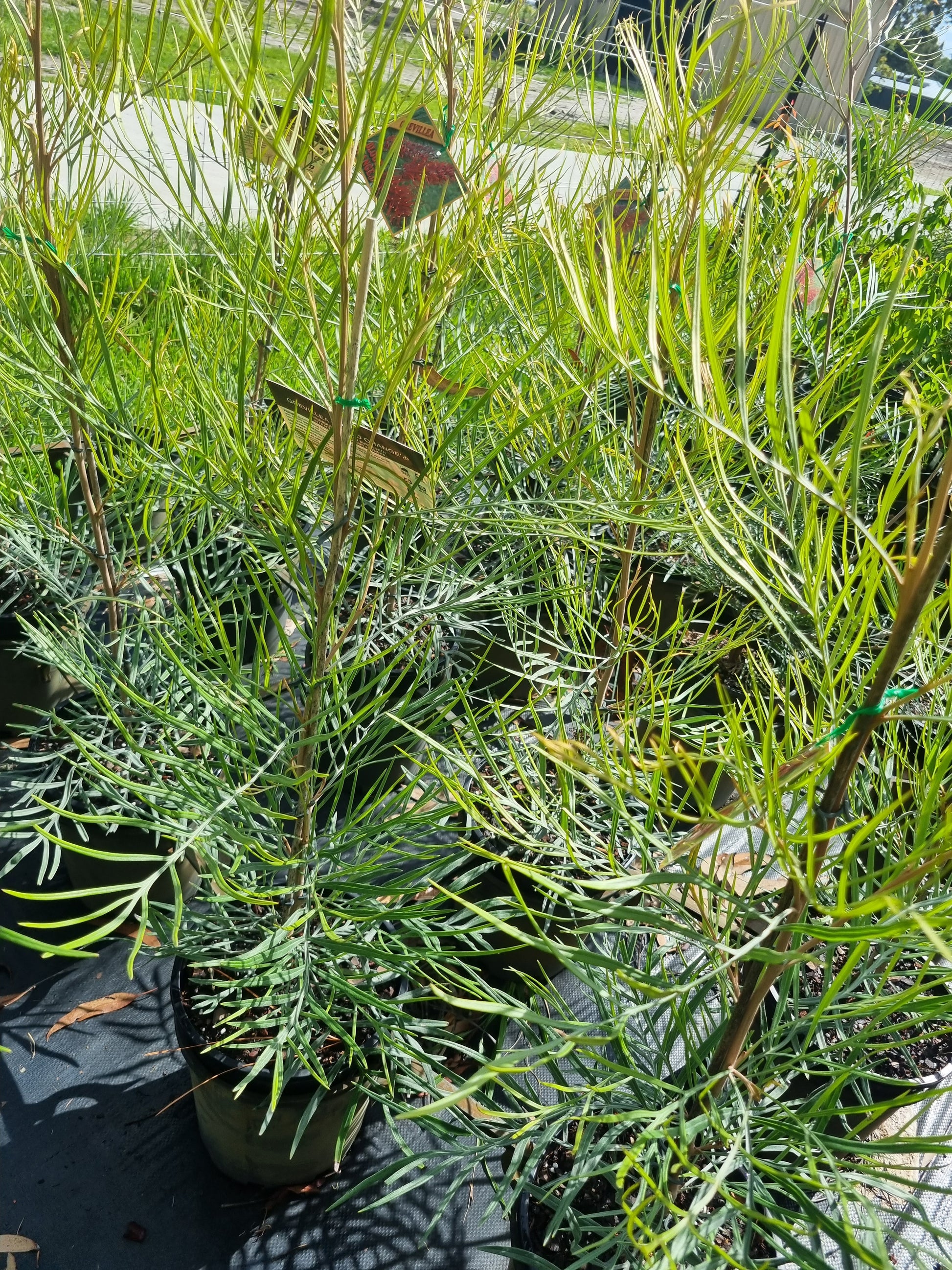 Grevillea Blood Orange - 200mm pots